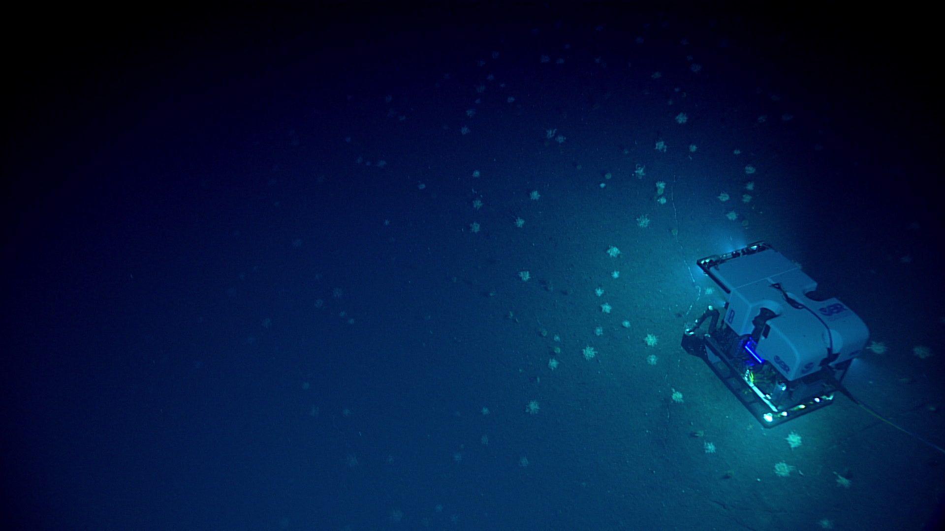 1920x1080 Mariana Trench Live Stream Reveals Some Seriously Gnarly Creatures