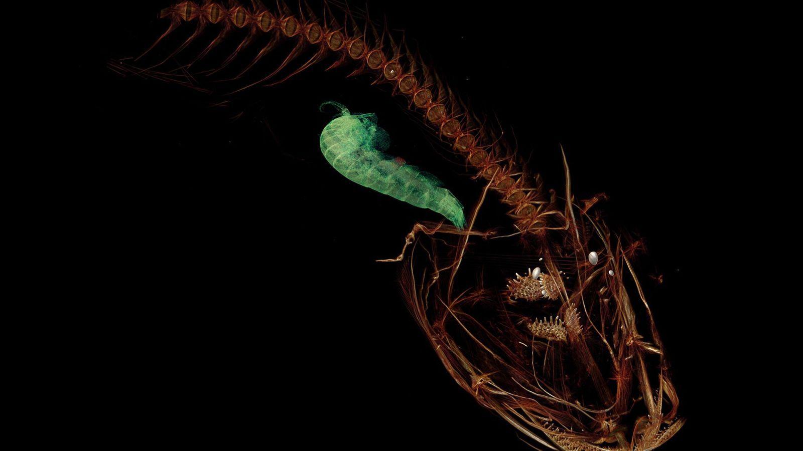 1600x900 How The World's Deepest Fish Survives Bone Crushing Pressure