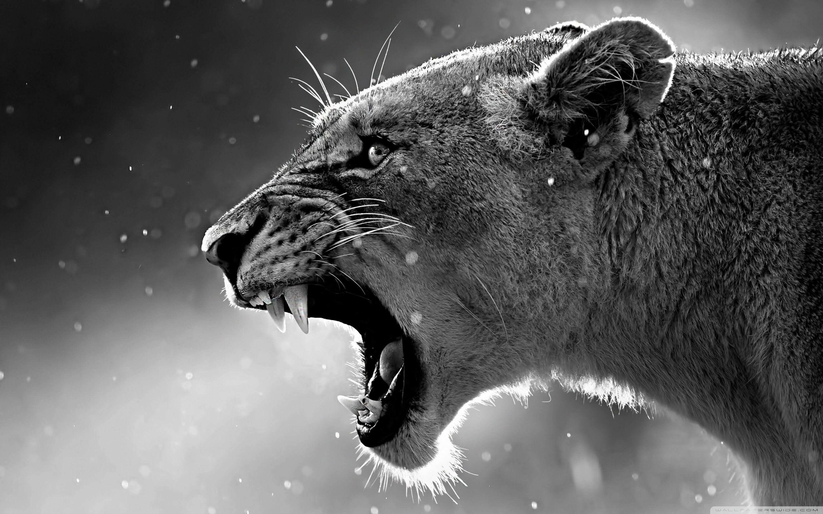 2880x1800 Lion 4K ULTRA HD Ultra HD Desktop Hình nền cho TV 4K UHD: Màn hình rộng & UltraWide Máy tính để bàn & máy tính xách tay: Máy tính bảng: Điện thoại thông minh