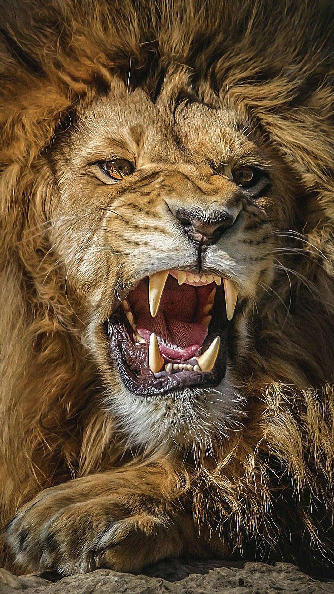 Hình ảnh HD Lion 1070x1902