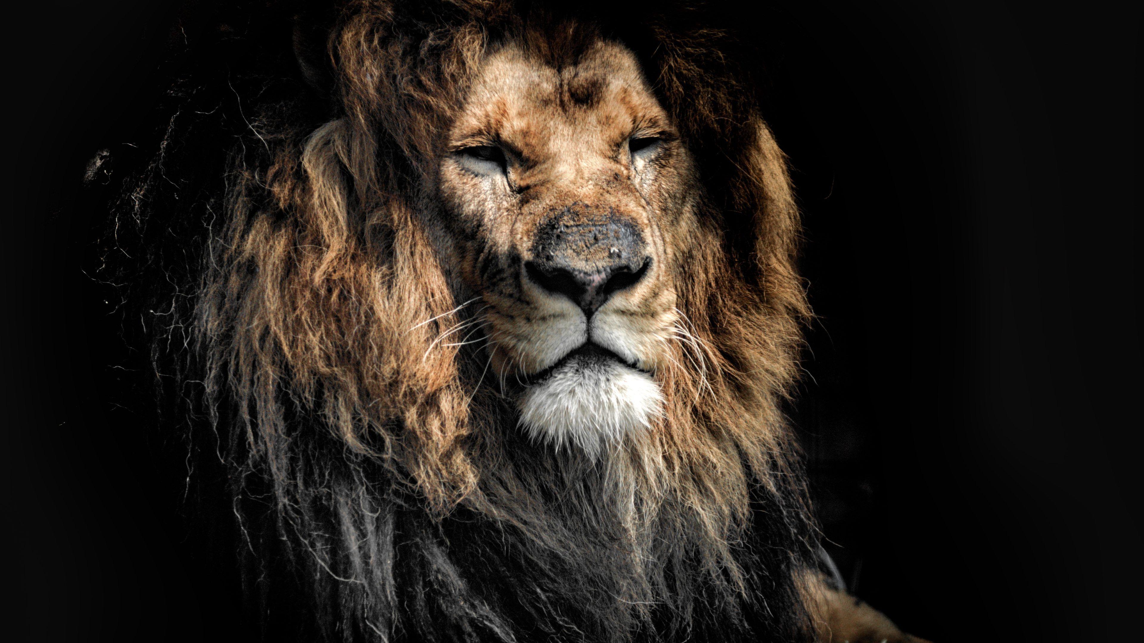 Hình nền 3840x2160 Old Lion 4K UHD