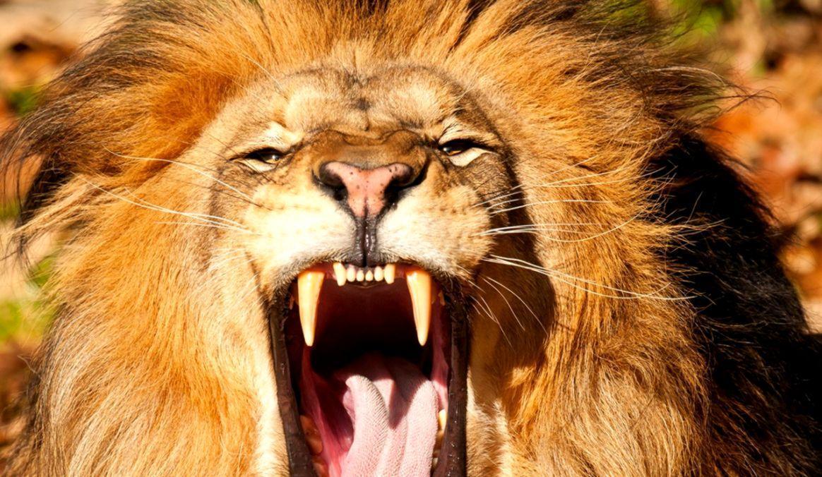 1164x676 Hình nền 4k Ultra HD Angry Lion 4k