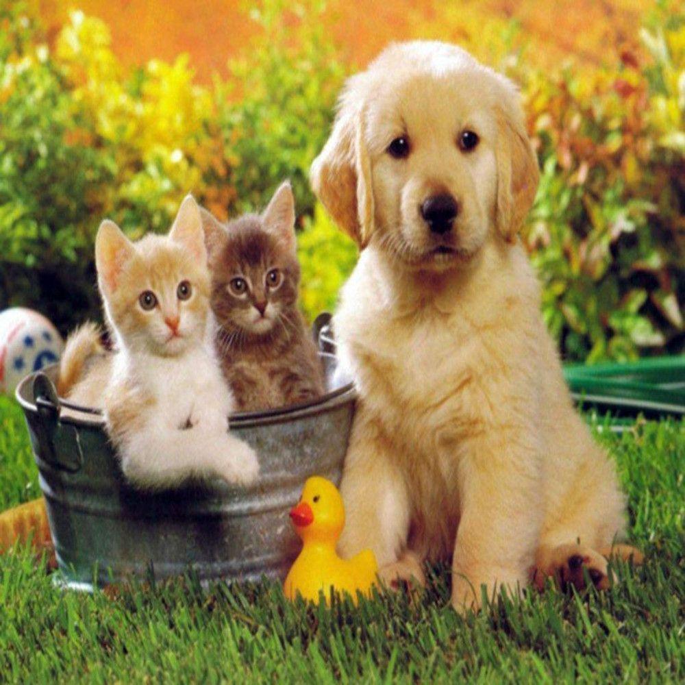1000x1000 Cat And Dog Wallpaper