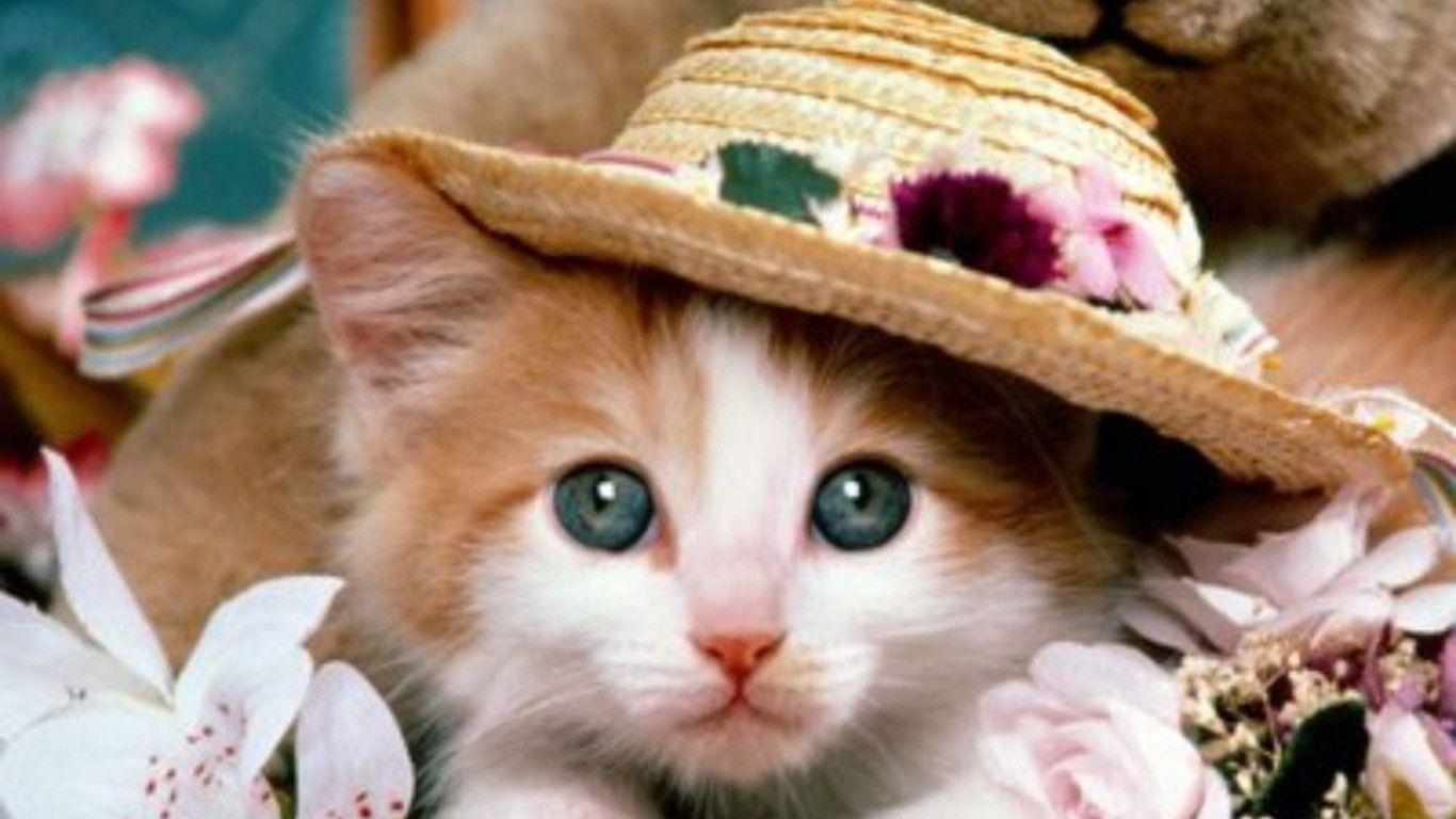 1366x768 Cats And Dogs Wallpaper