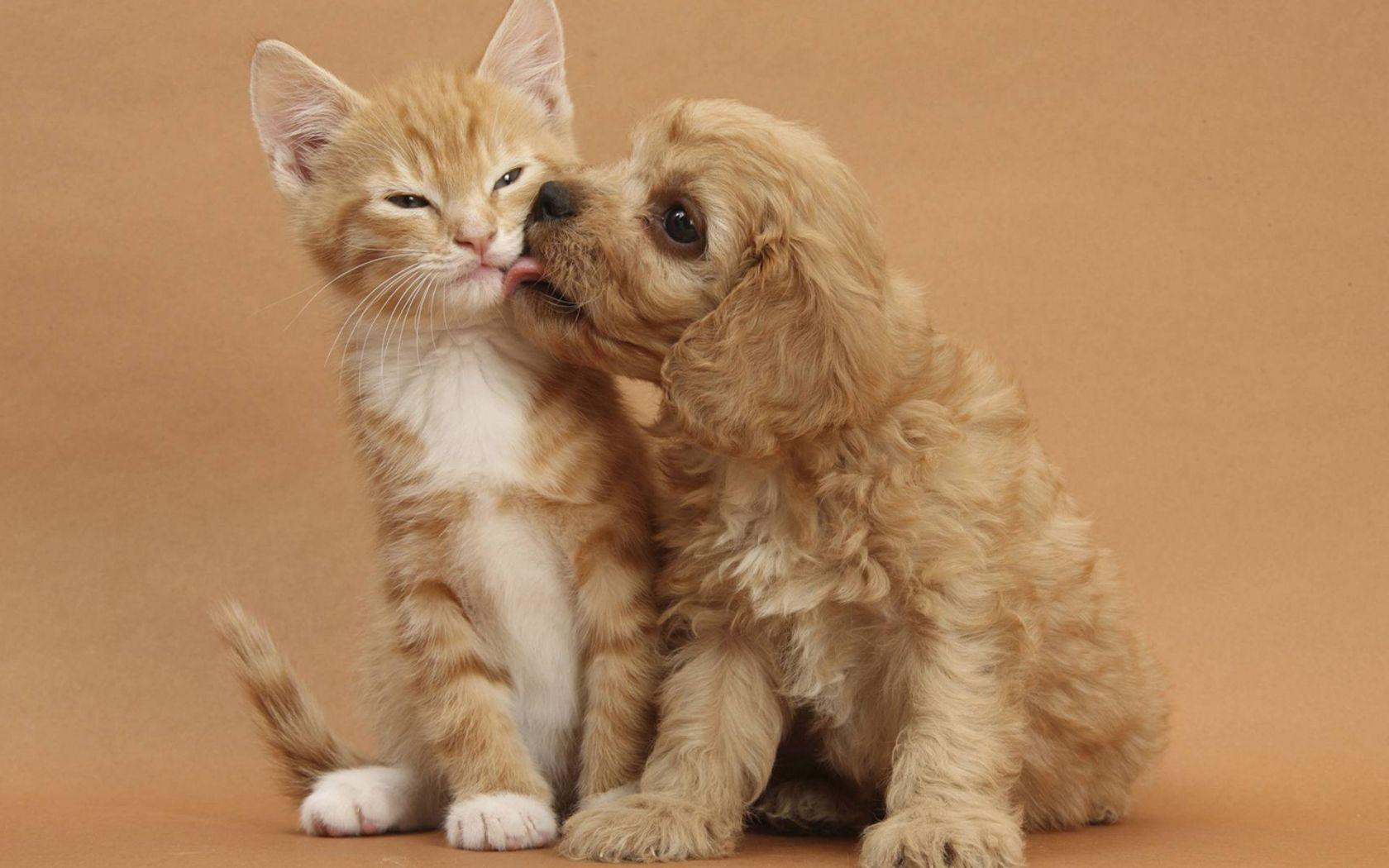 1680x1050 Free download Cute dog and cat Dogs Wallpaper [1920x1440] for your Desktop, Mobile & Tablet. Explore Dogs and Cats Wallpaper. Free Cat Wallpaper, Dog Wallpaper for Walls