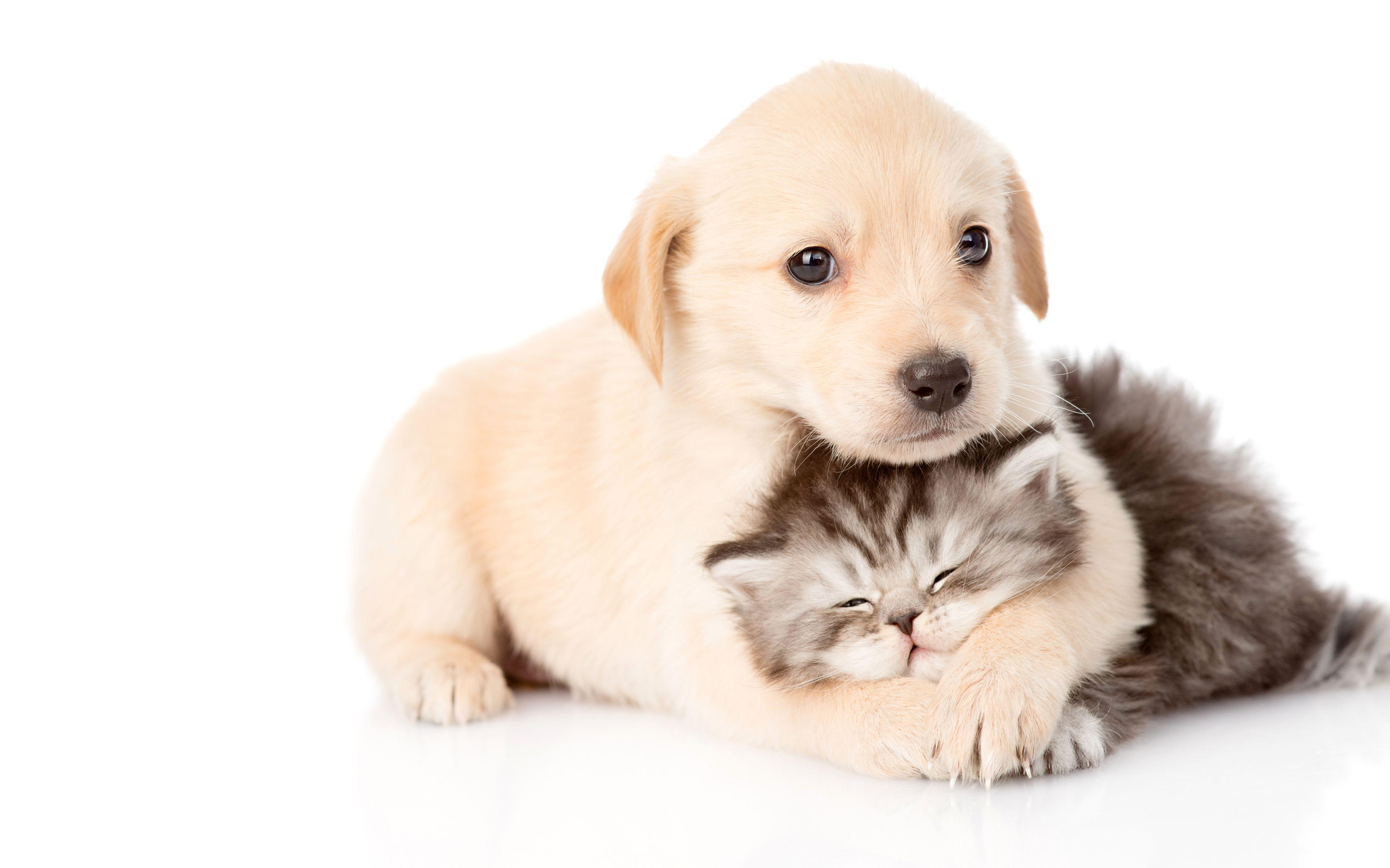 3840x2400 Download wallpaper 4k, Golden Retriever, Persian Cat, friends, labrador, dogs, friendship, pets, cute dogs, Golden Retriever Dog, Persian for desktop with resolution 3840x2400. High Quality HD picture wallpaper
