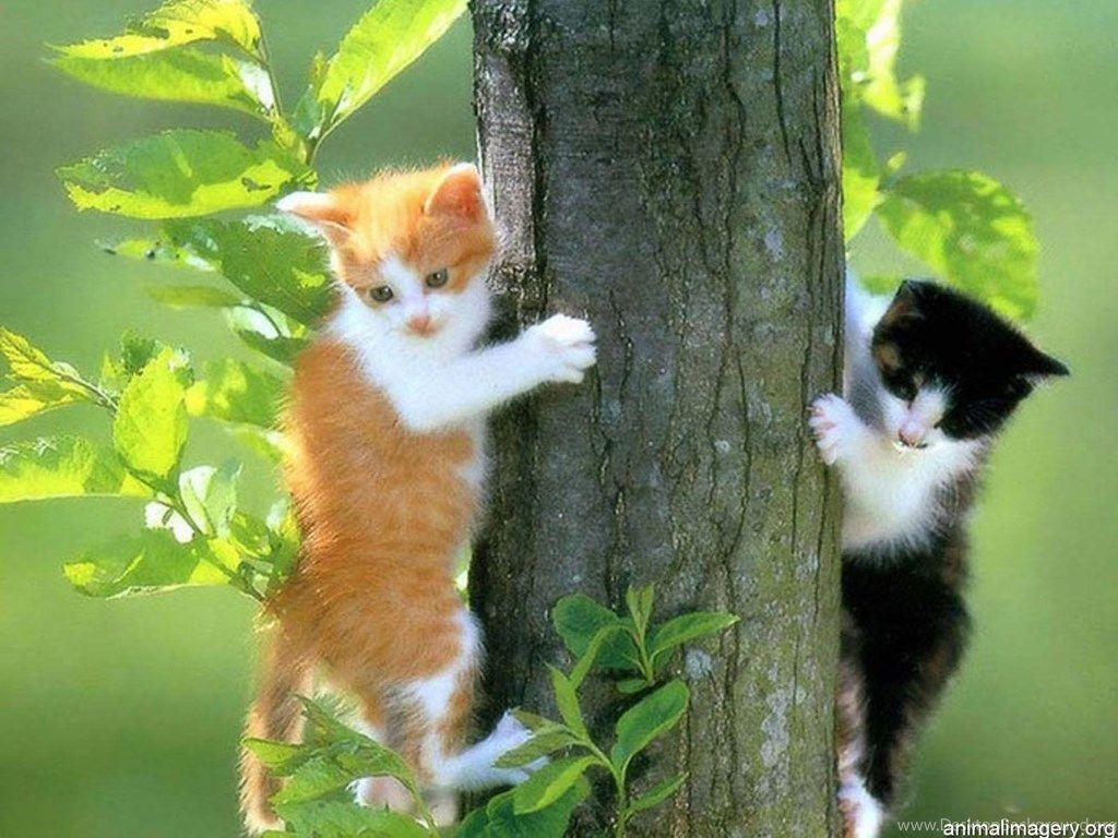 1024x768 Funny Dogs Wallpaper Cute Cats Background HD Wallpaper Amp. Desktop Background