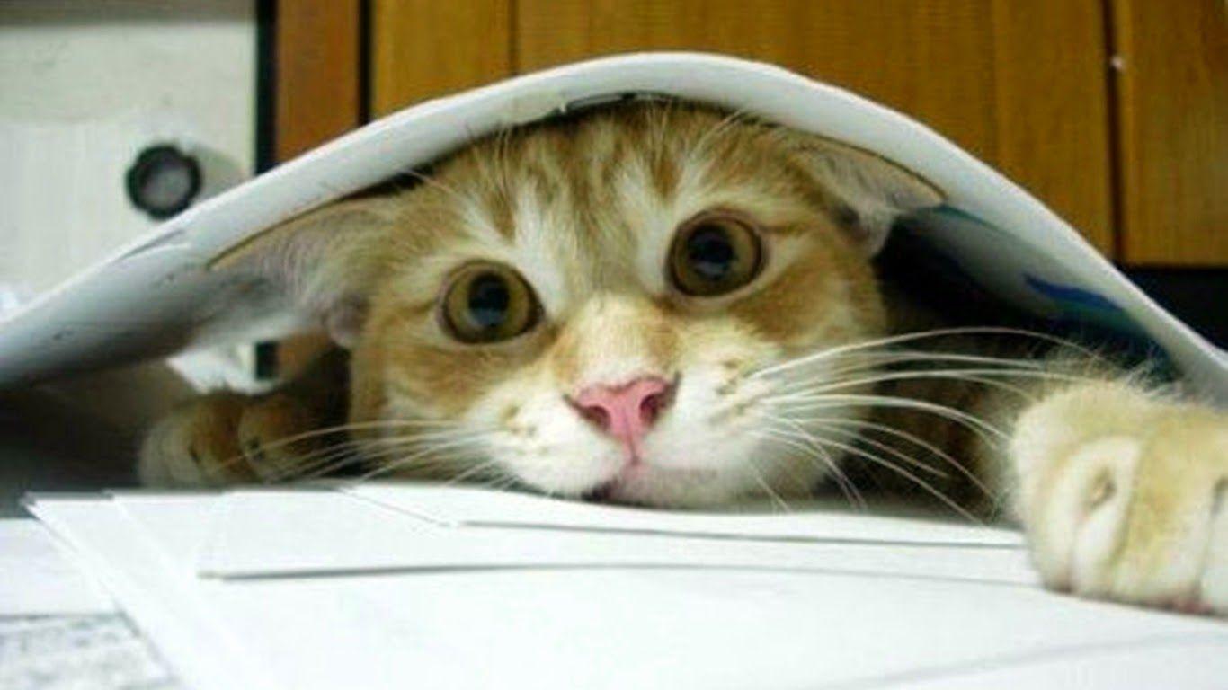 1366x768 Funny dogs and cat pics download