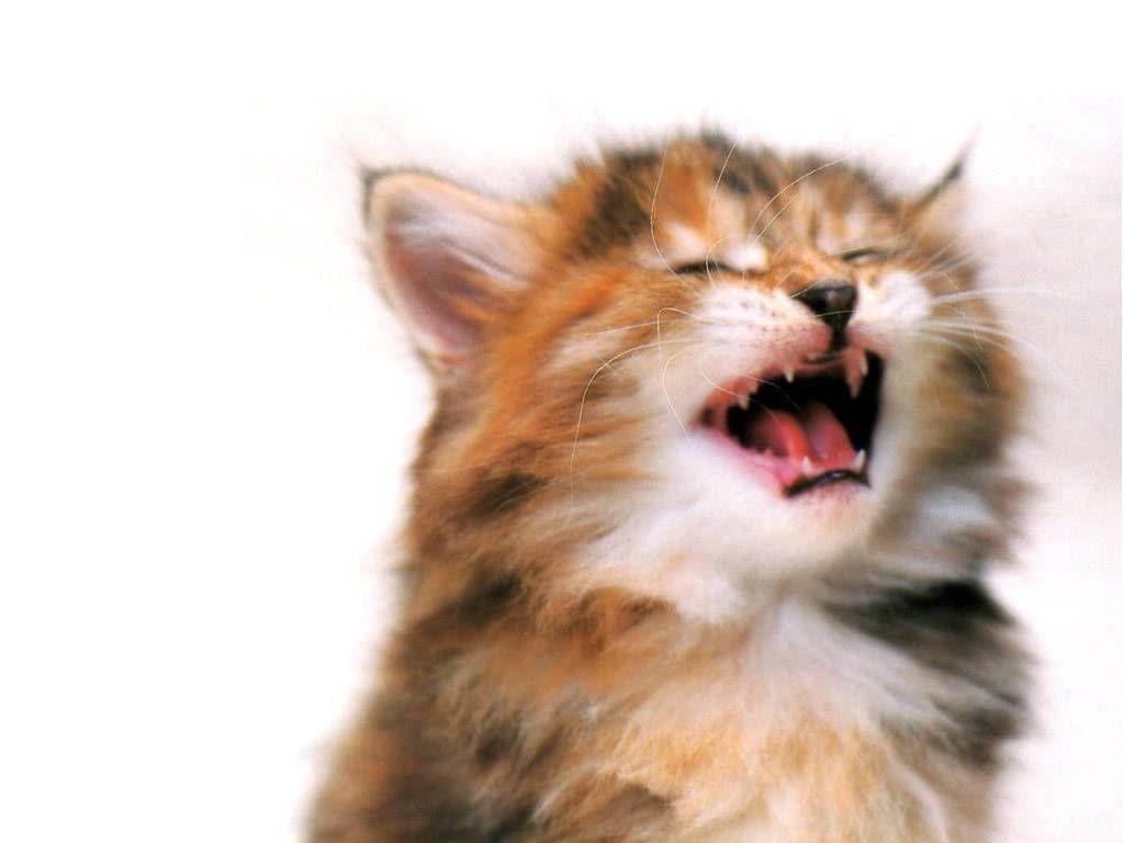 1024x768 Cat And Dog