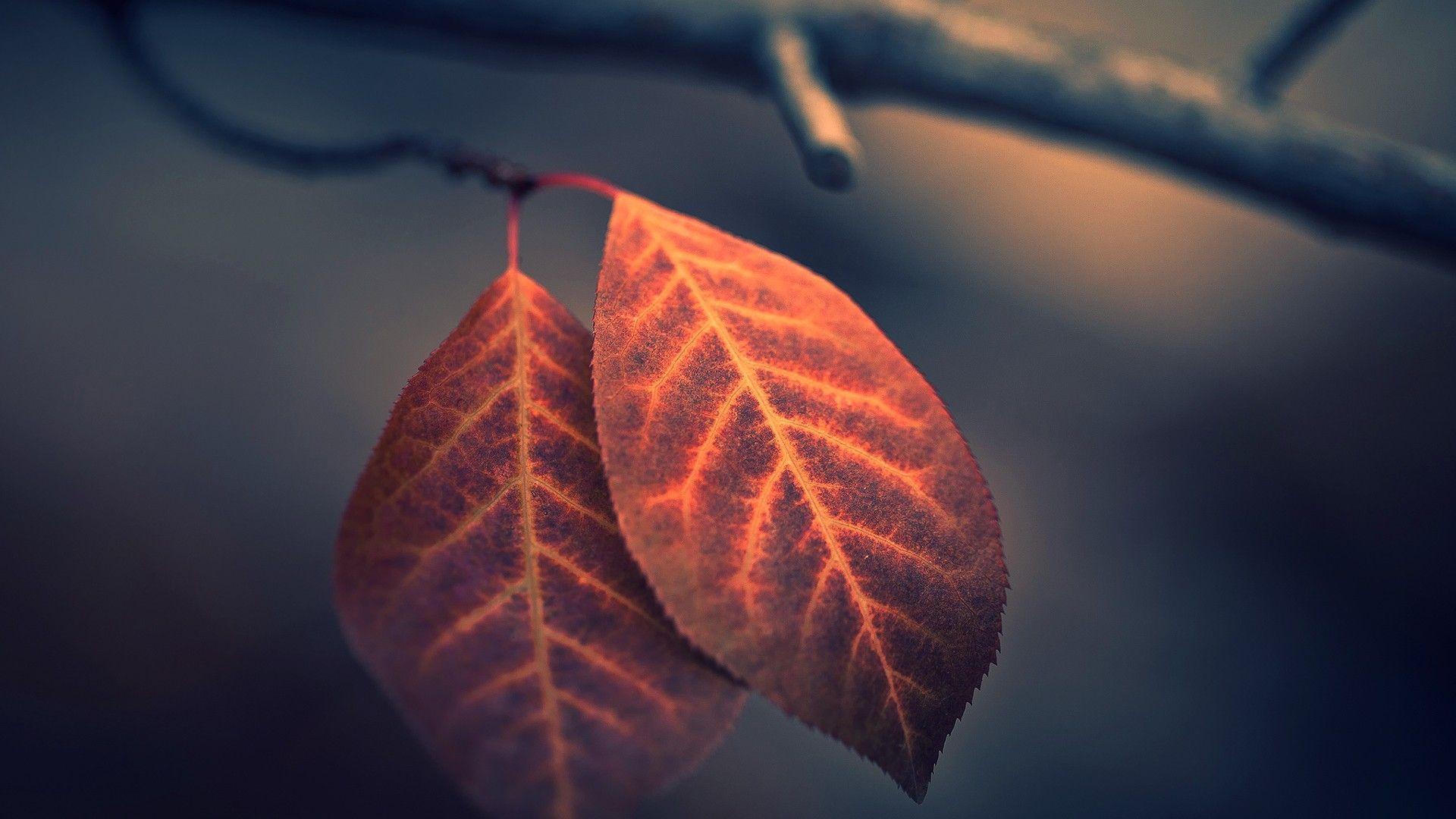1920x1080 nature, depth of field, fall, branch, macro, leaves wallpaper