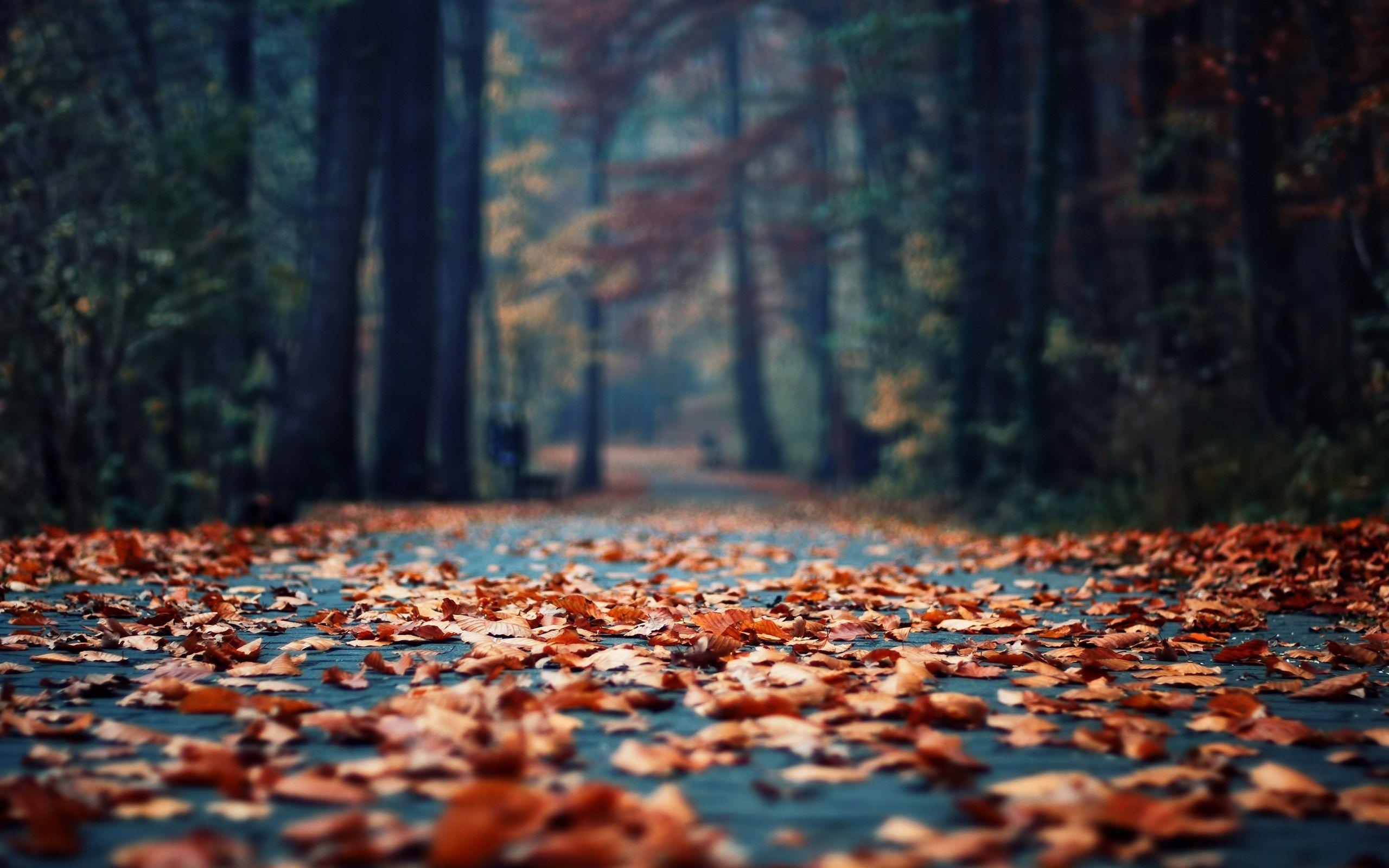 2560x1600 Autumn Wallpaper HD