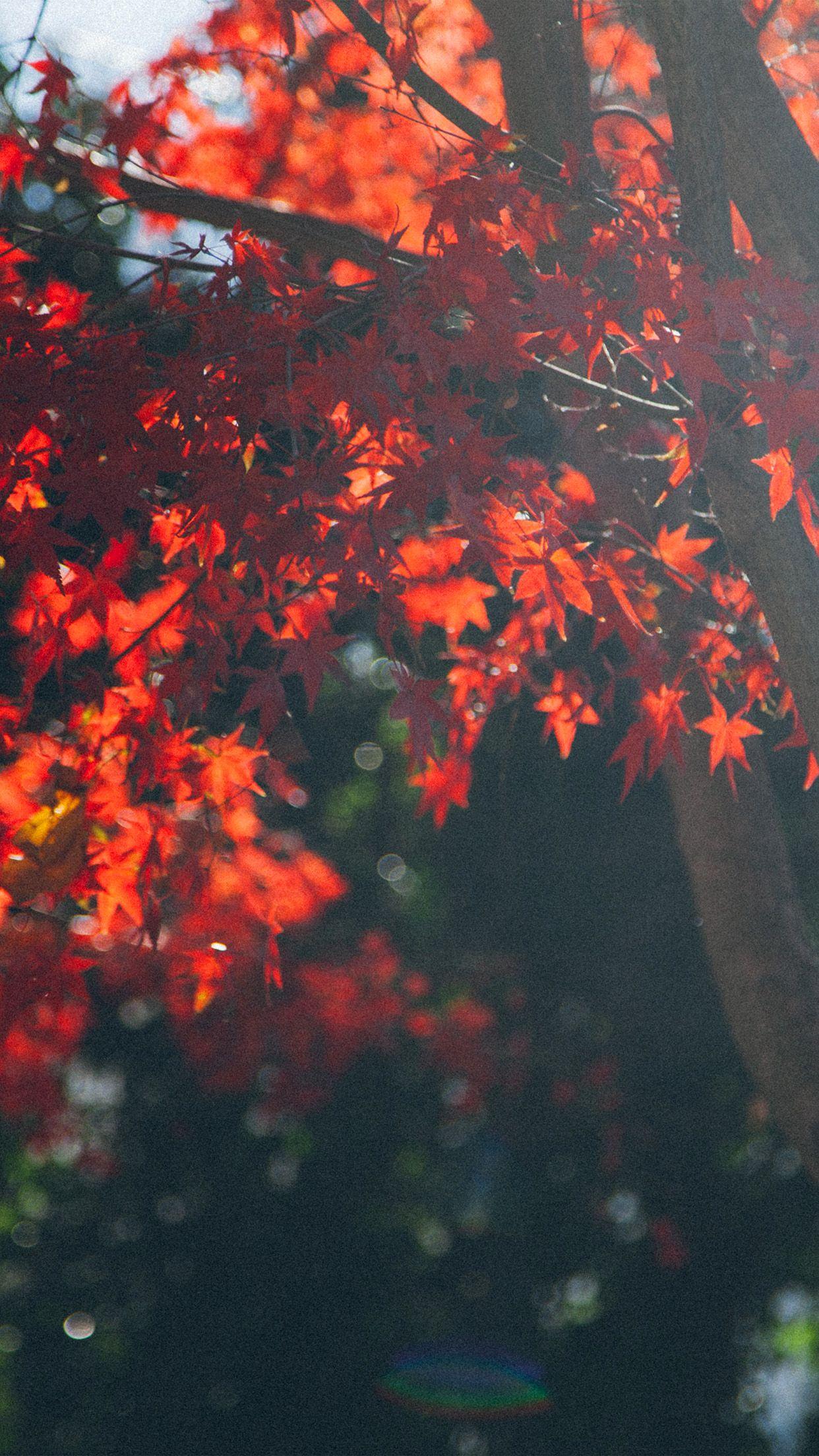 1242x2208 iPhone X wallpaper. fall tree autumn nature