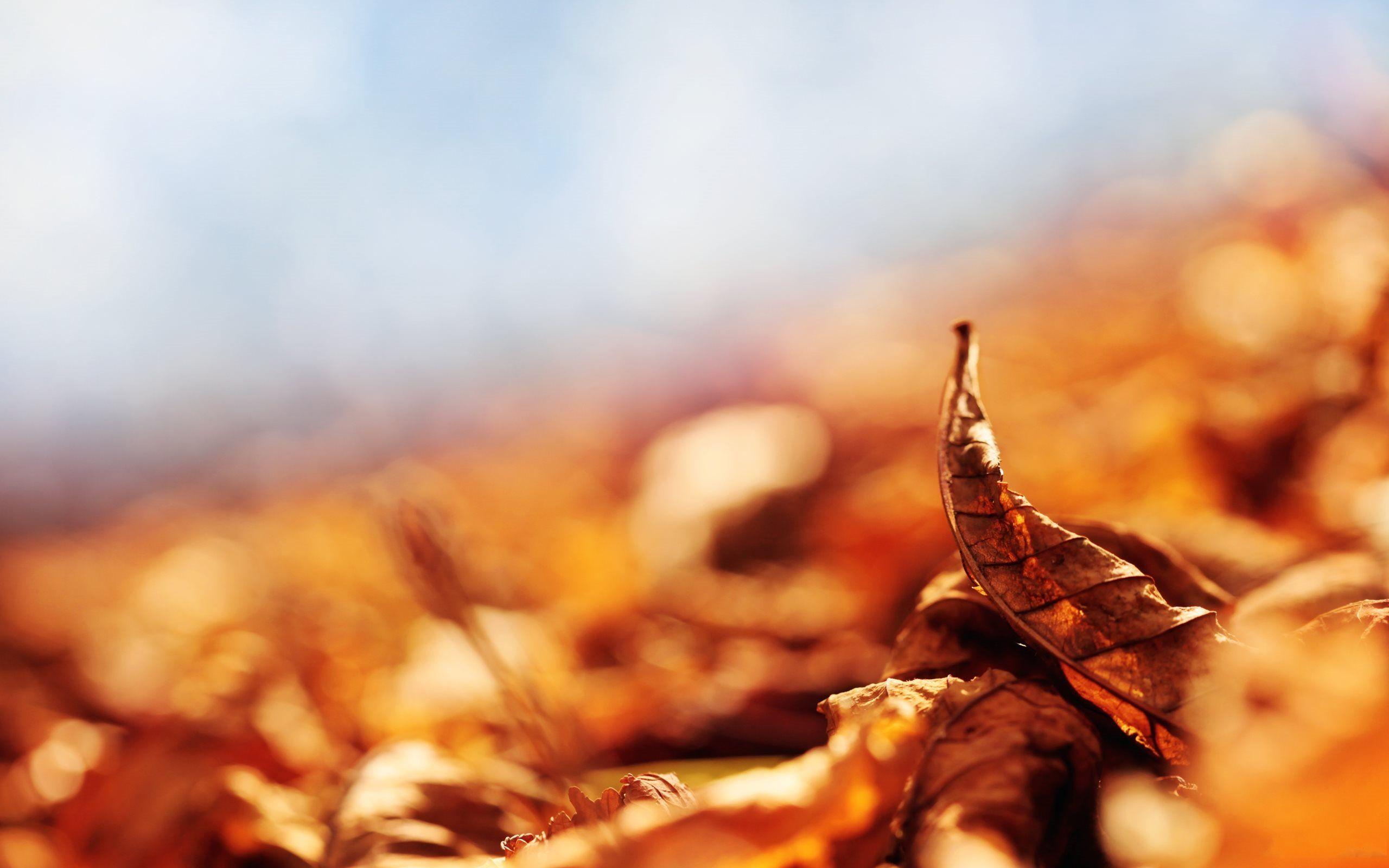 2560x1600 Autumn Wallpaper HD