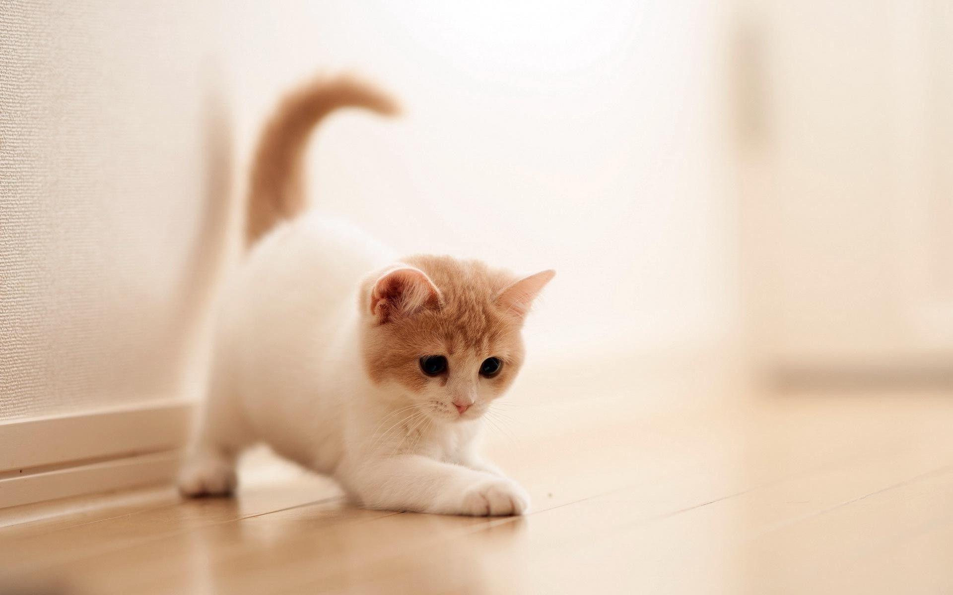 1920x1200 Cute Cat Background