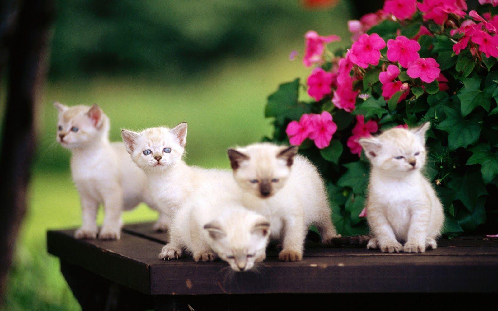 1600x1000 Cute Cats Wallpaper HD. Nice Pics Gallerynicepicz Gallery.