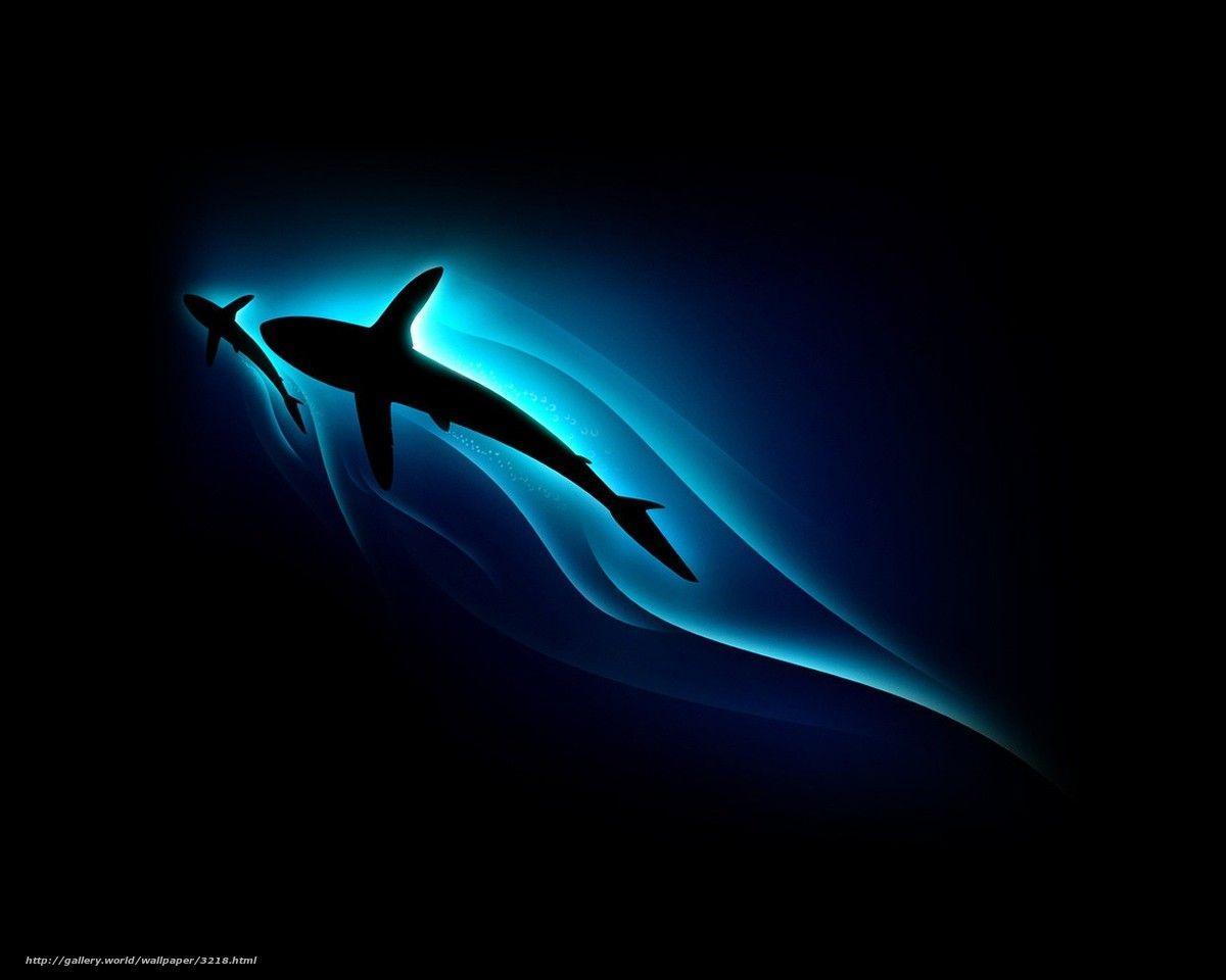 Minimalist Shark Wallpapers - Top Free Minimalist Shark Backgrounds