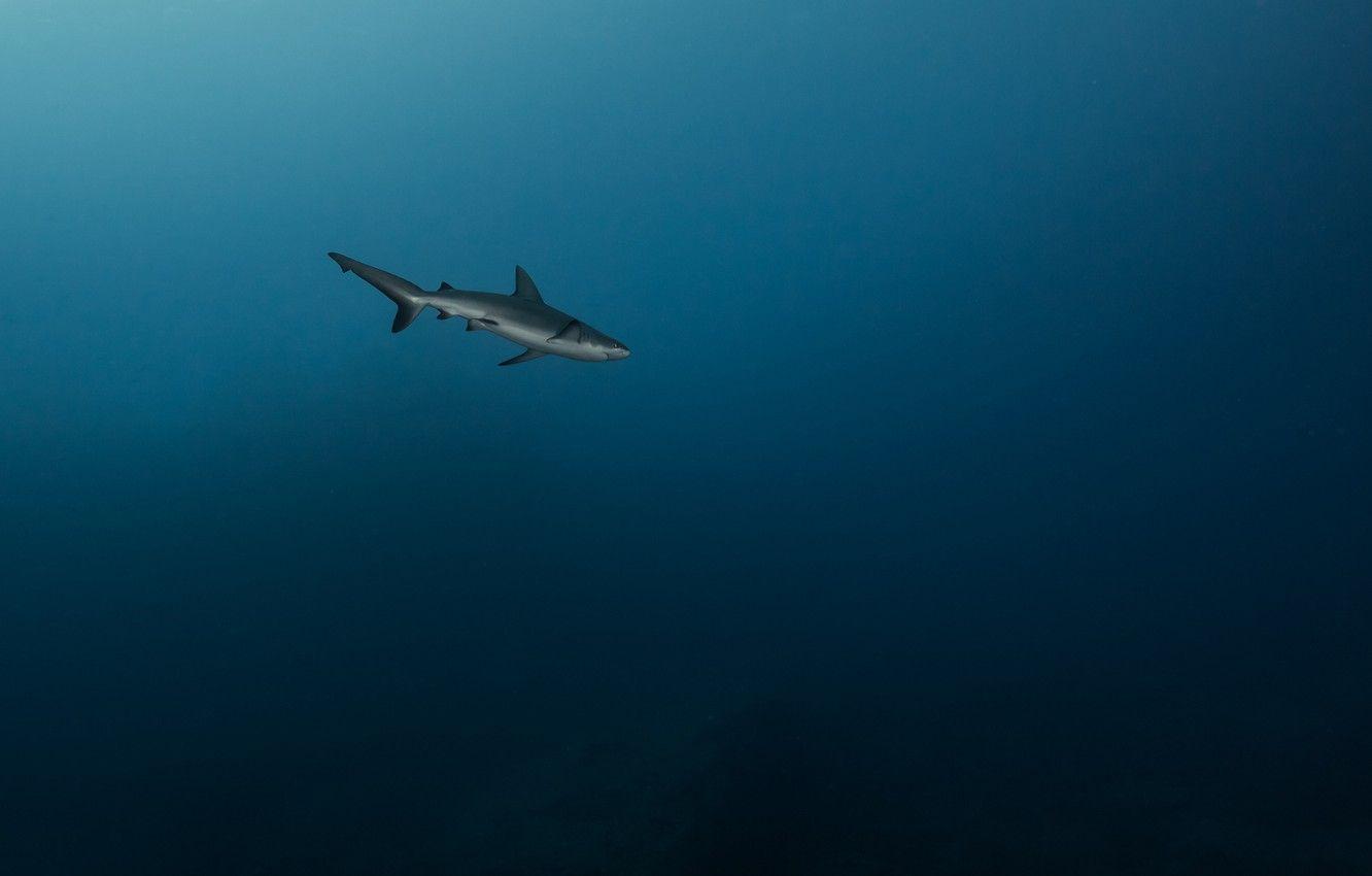 Minimalist Shark Wallpapers - Top Free Minimalist Shark Backgrounds