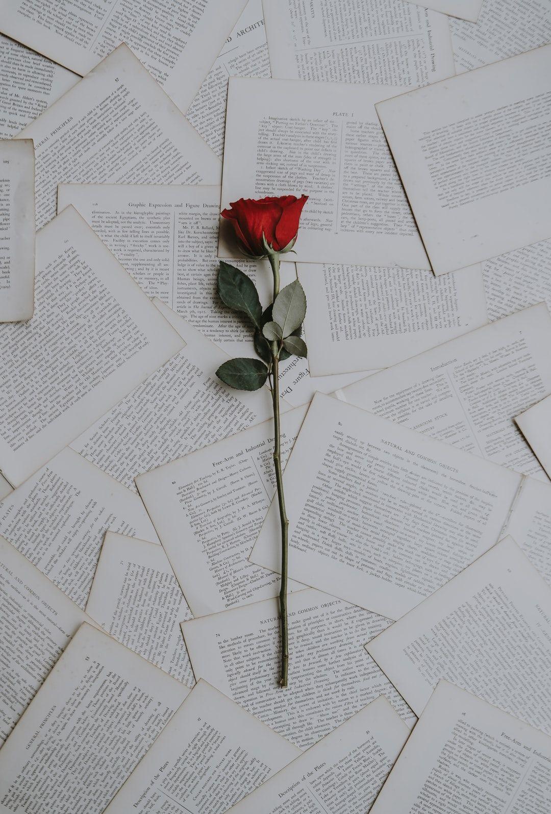 1080x1595 Rose Wallpaper: Free HD Download .com