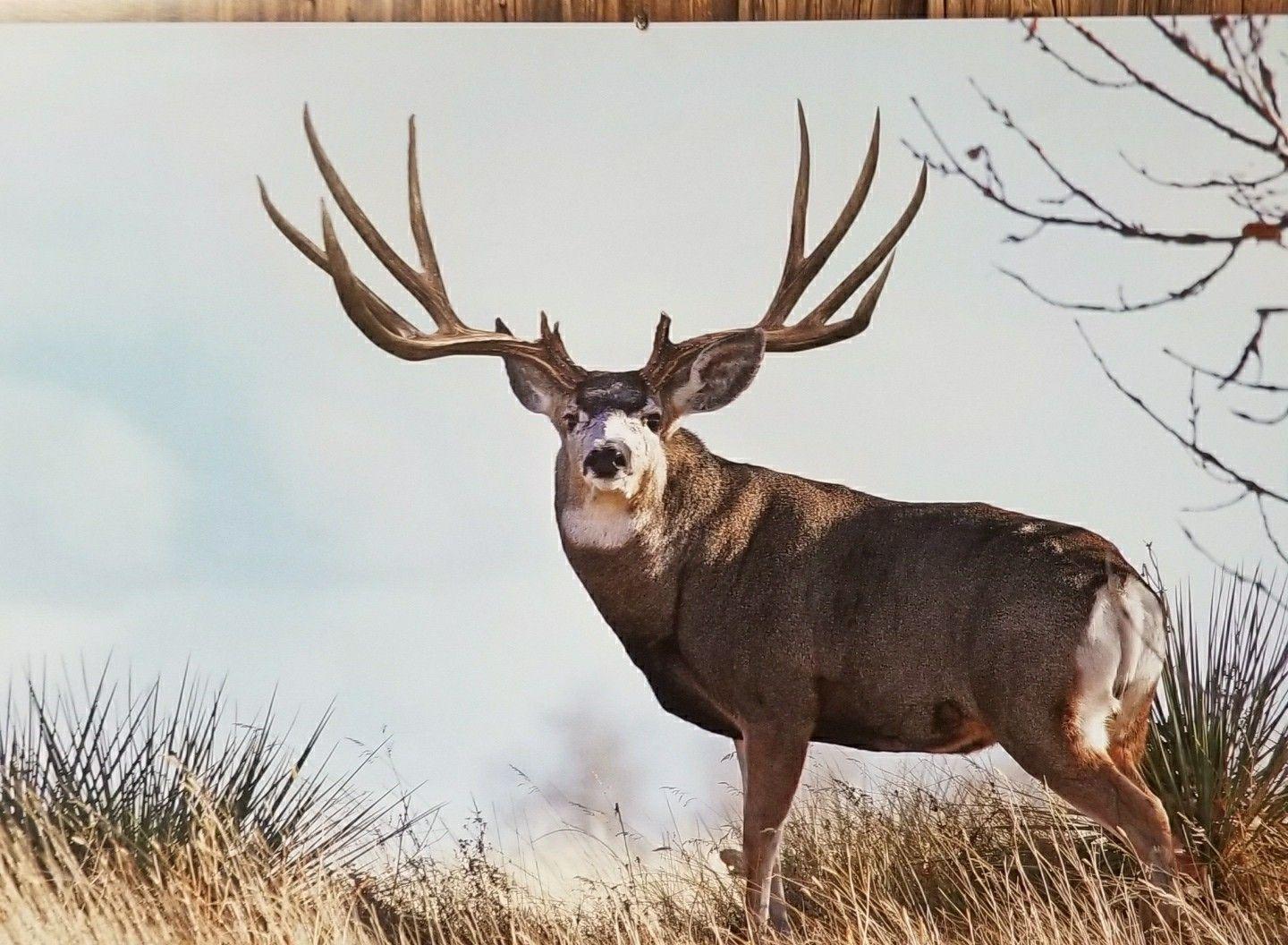 mule-deer-wallpapers-top-free-mule-deer-backgrounds-wallpaperaccess