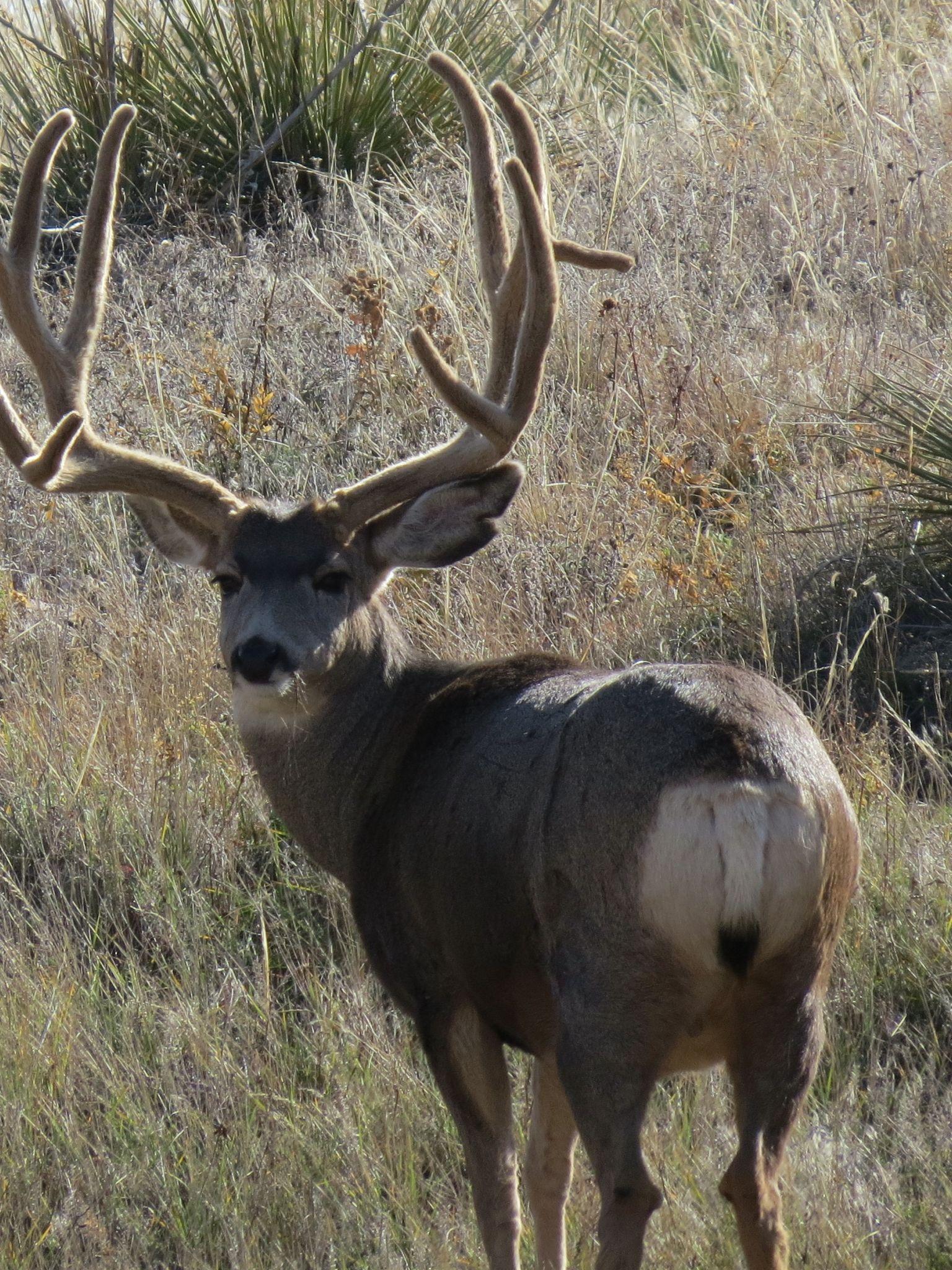 mule deer wallpapers top free mule deer backgrounds wallpaperaccess mule deer wallpapers top free mule