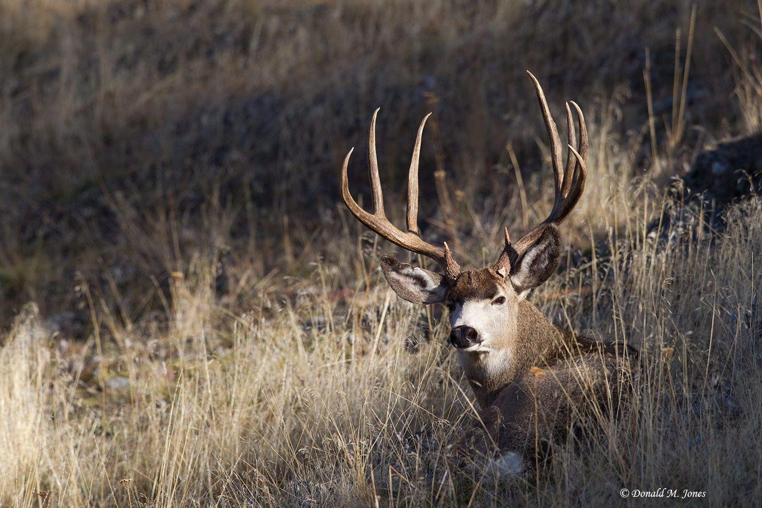 Mule Deer Wallpapers - Top Free Mule Deer Backgrounds - WallpaperAccess