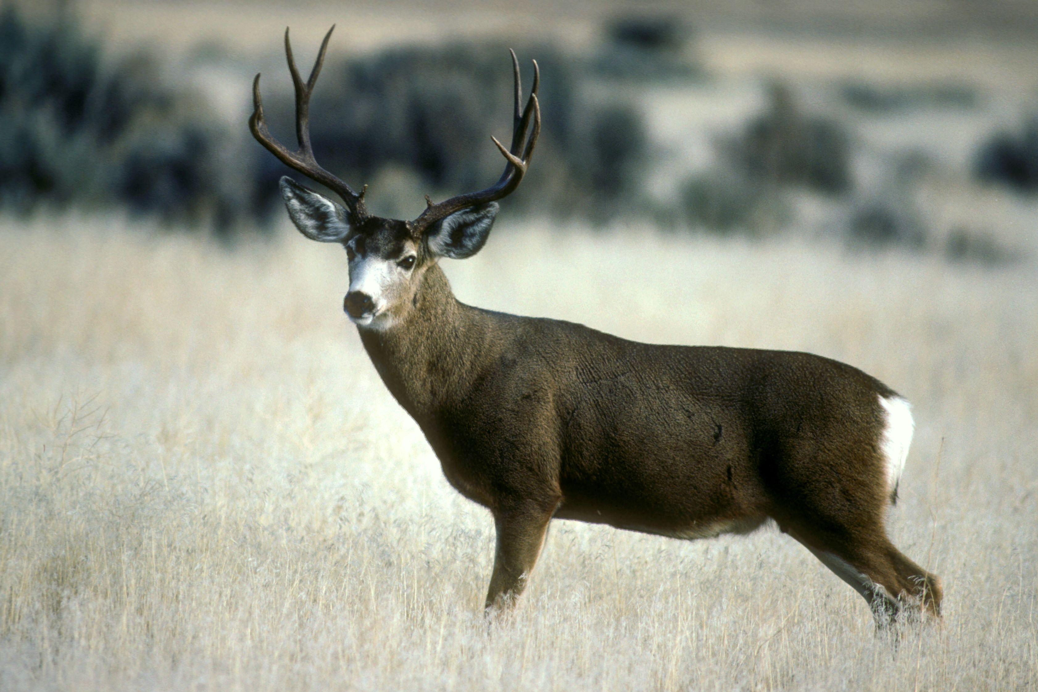 3364x2242 Mule Deer at Lava Beds