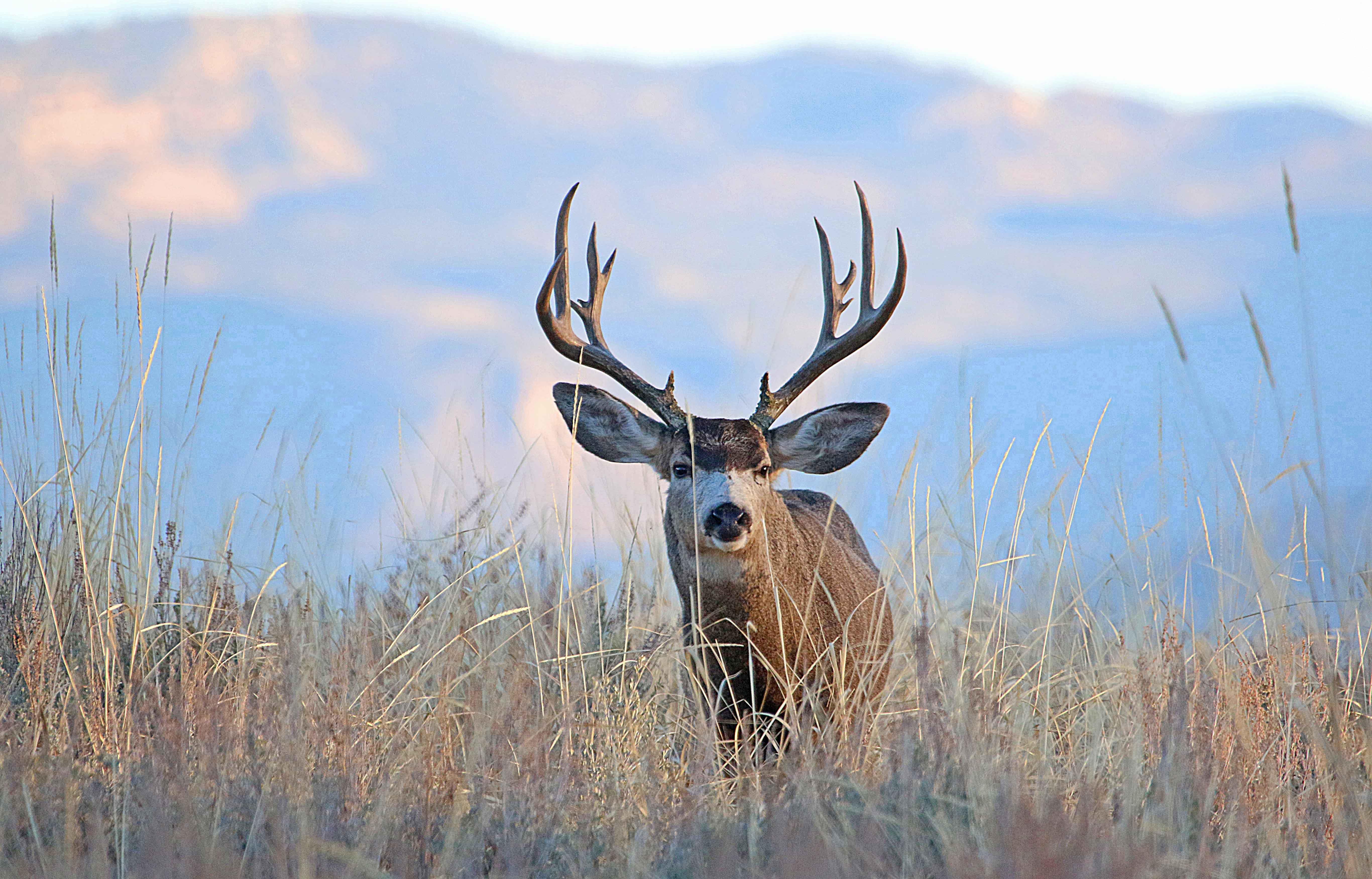 Mule Deer Wallpapers  Top Free Mule Deer Backgrounds  WallpaperAccess