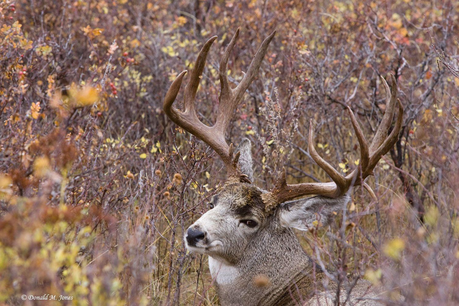 1500x1000 Mule Deer Wallpaper for Desktop. Mule deer, Deer wallpaper, Mule deer hunting