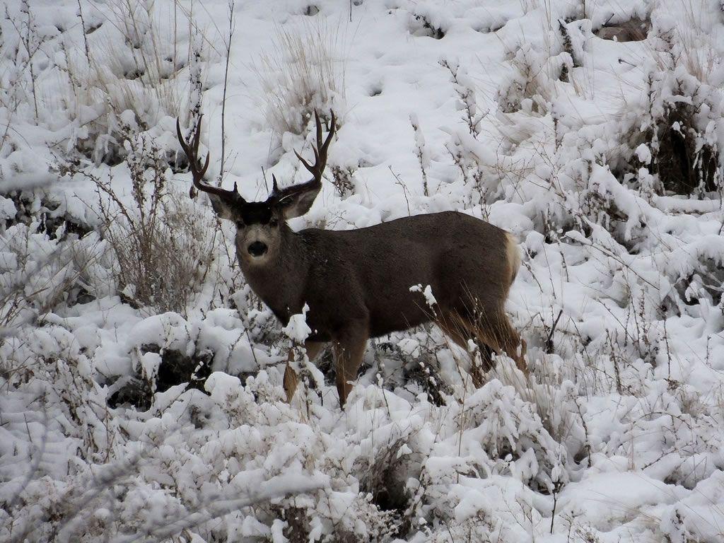 1024x768 The DIY Hunter 2014 Mule Deer Photo With My FujiFilm