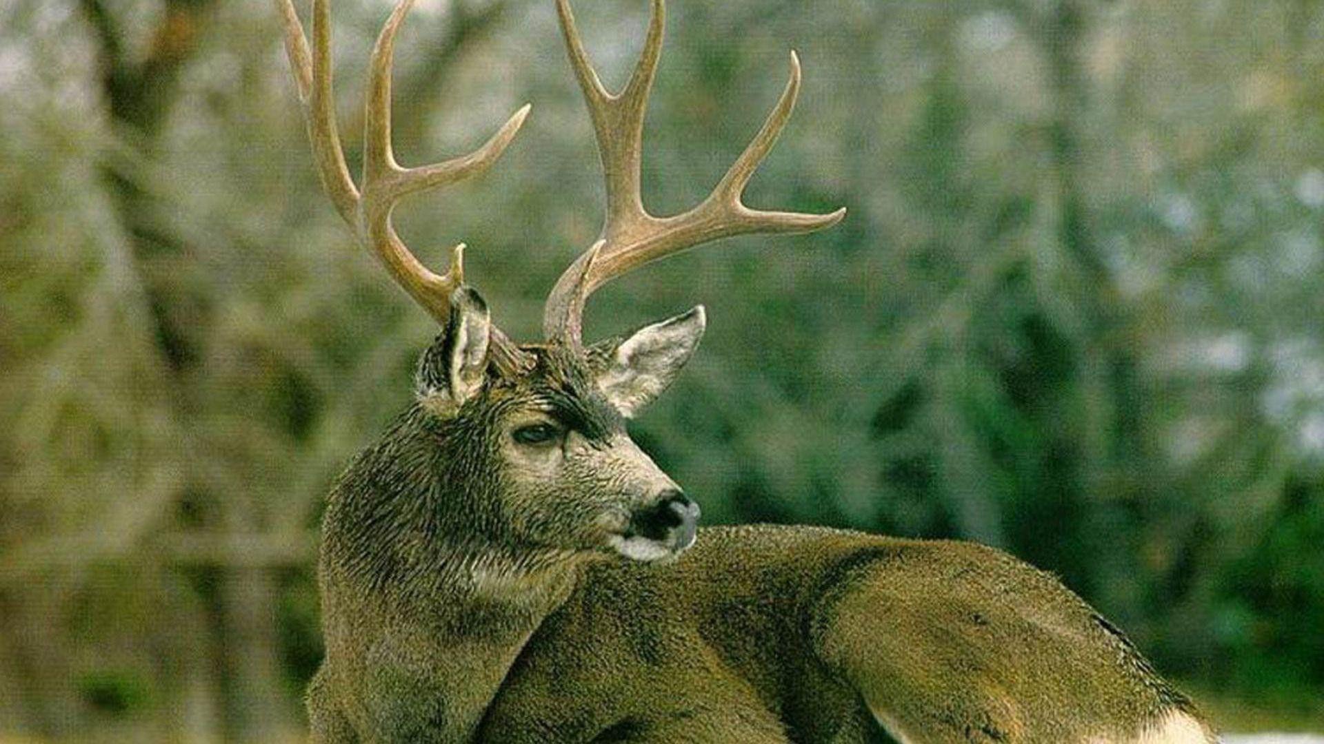 1920x1080 Mule Deer Lying Down Whitetail Fawn Buck HD Wallpaper Dear HD Wallpaper