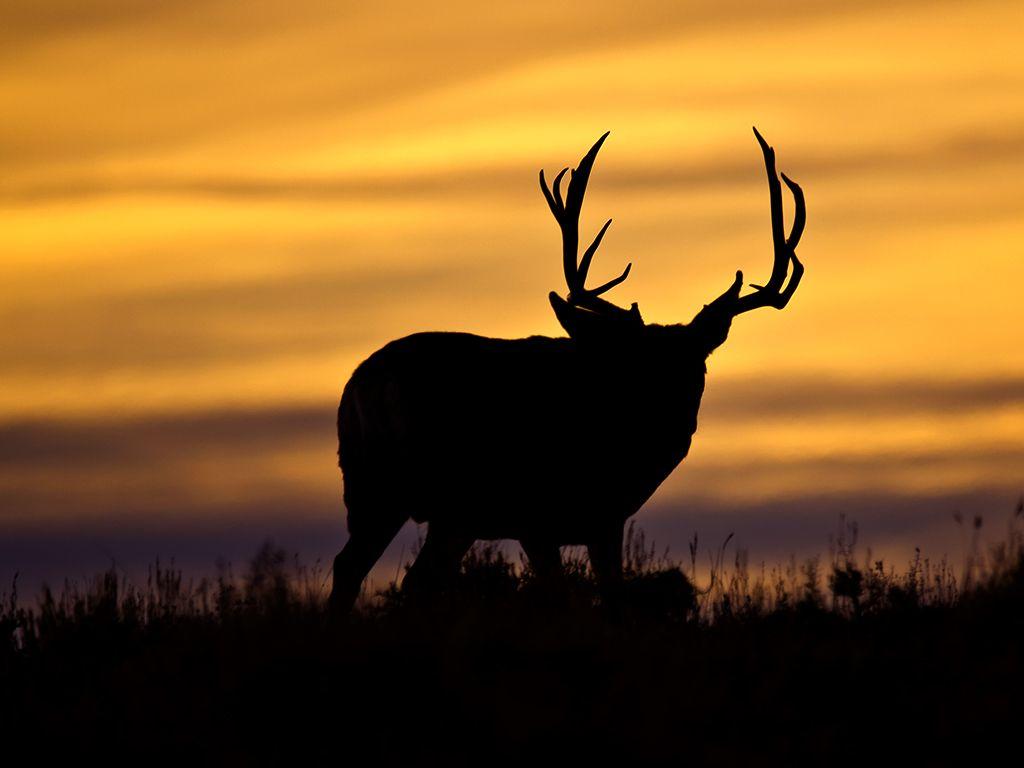 1024x768 Utah Mule Deer Wildlife In Photography On The.net Forums