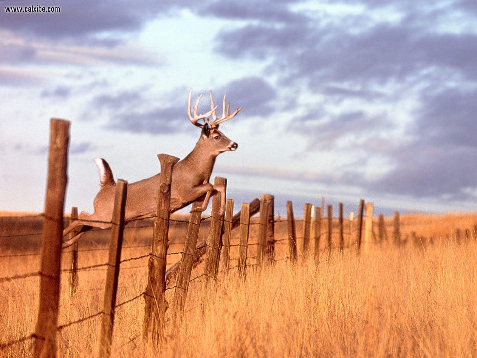 1600x1200 Mule Deer Wallpaper HD FREE Android Apps on Google Play 1600x1200