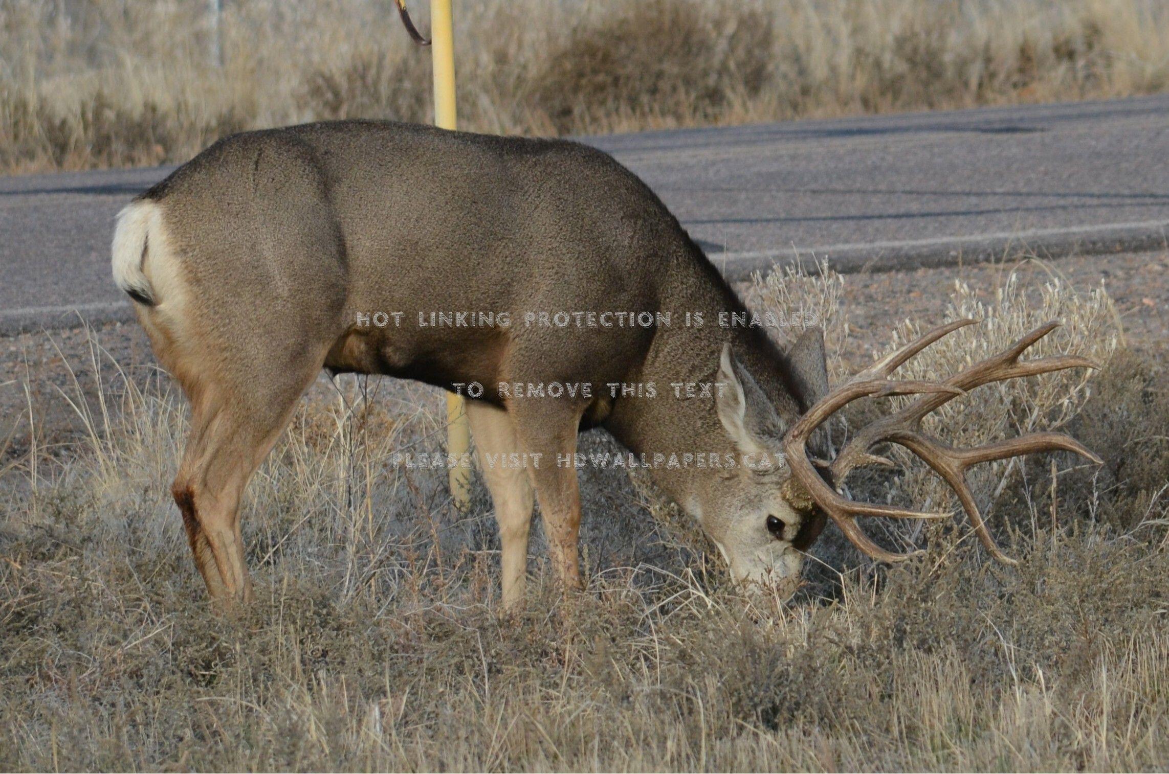 2285x1514 huge mule deer buck animals