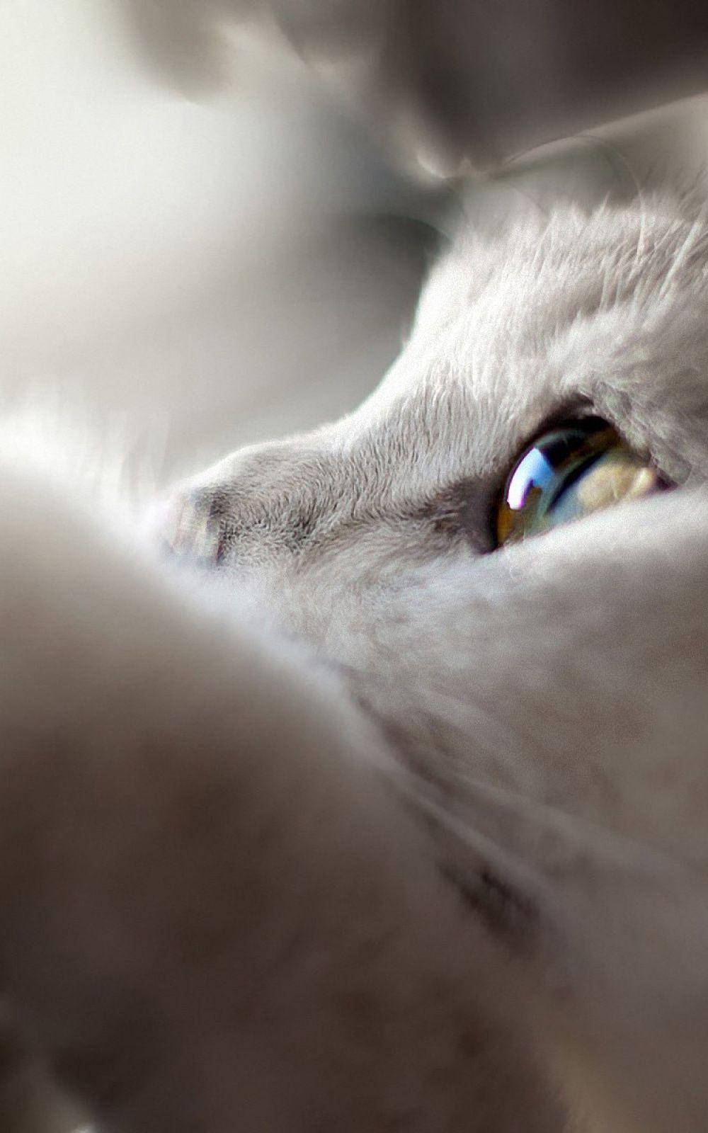 1000x1600 Cats Mobile Wallpaper