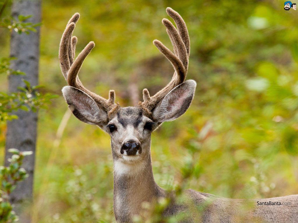 1024x768 Deers Wallpaper. Deadly animals, Animals, Animal traits
