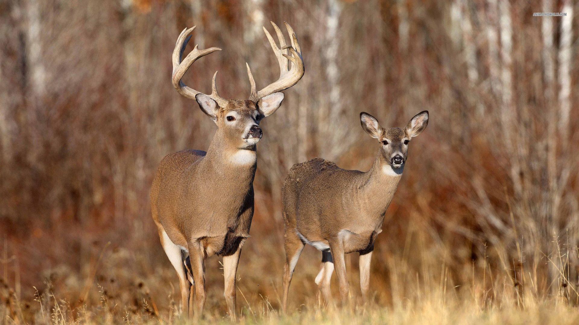 1920x1080 White Tailed Deer Wallpaper. White Tailed Deer Wallpaper, White Tailed Eagle Wallpaper And White Tailed Deer Snow Wallpaper