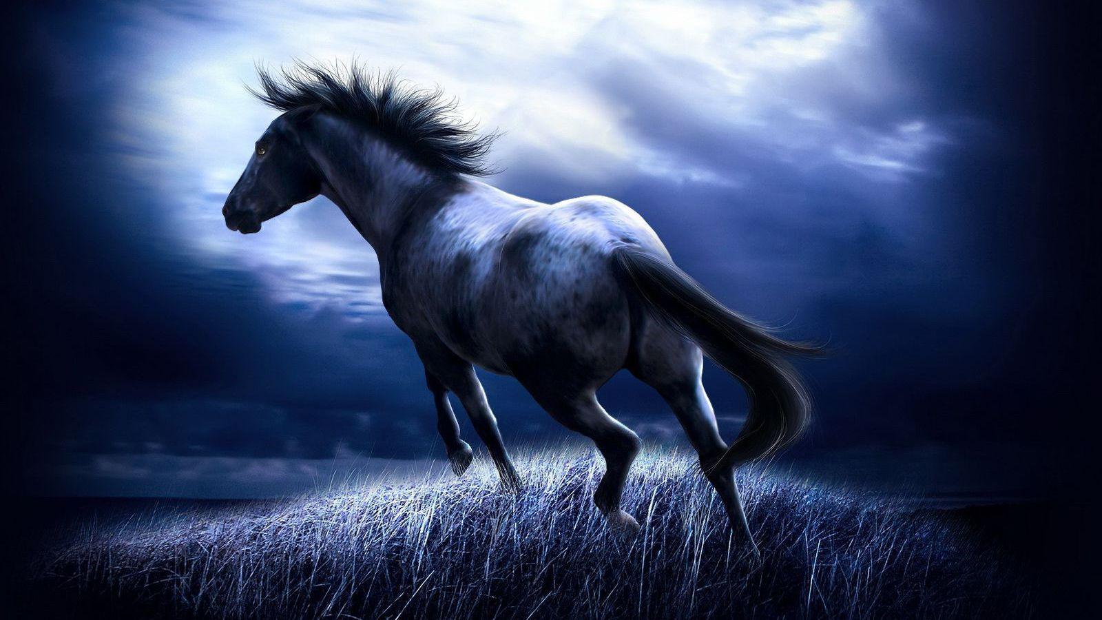 1600x900 Top And Best Horse Wallpaper Amazing Horse Wallpaper