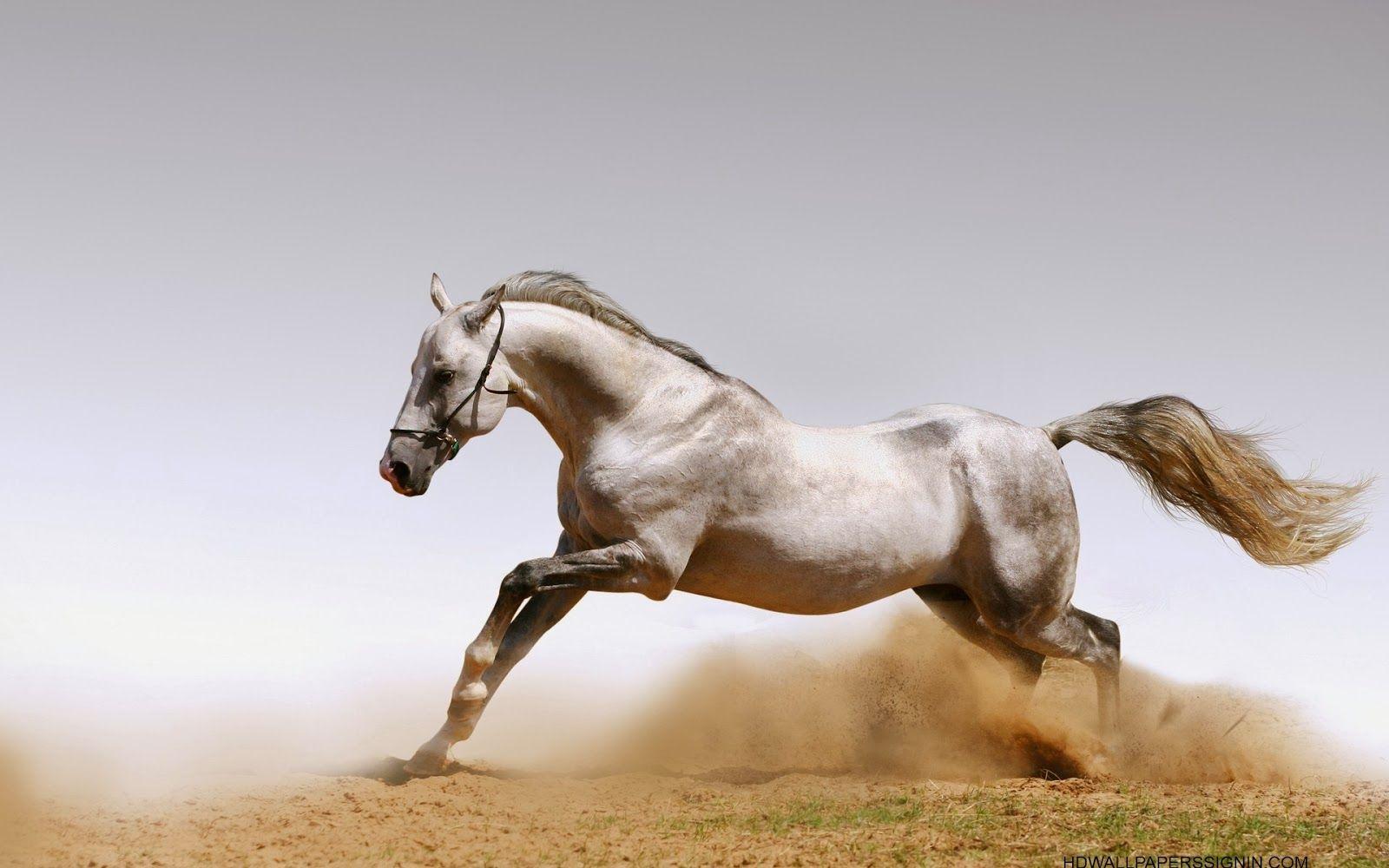 1600x1000 HD Wallpaper: Energetic Horse