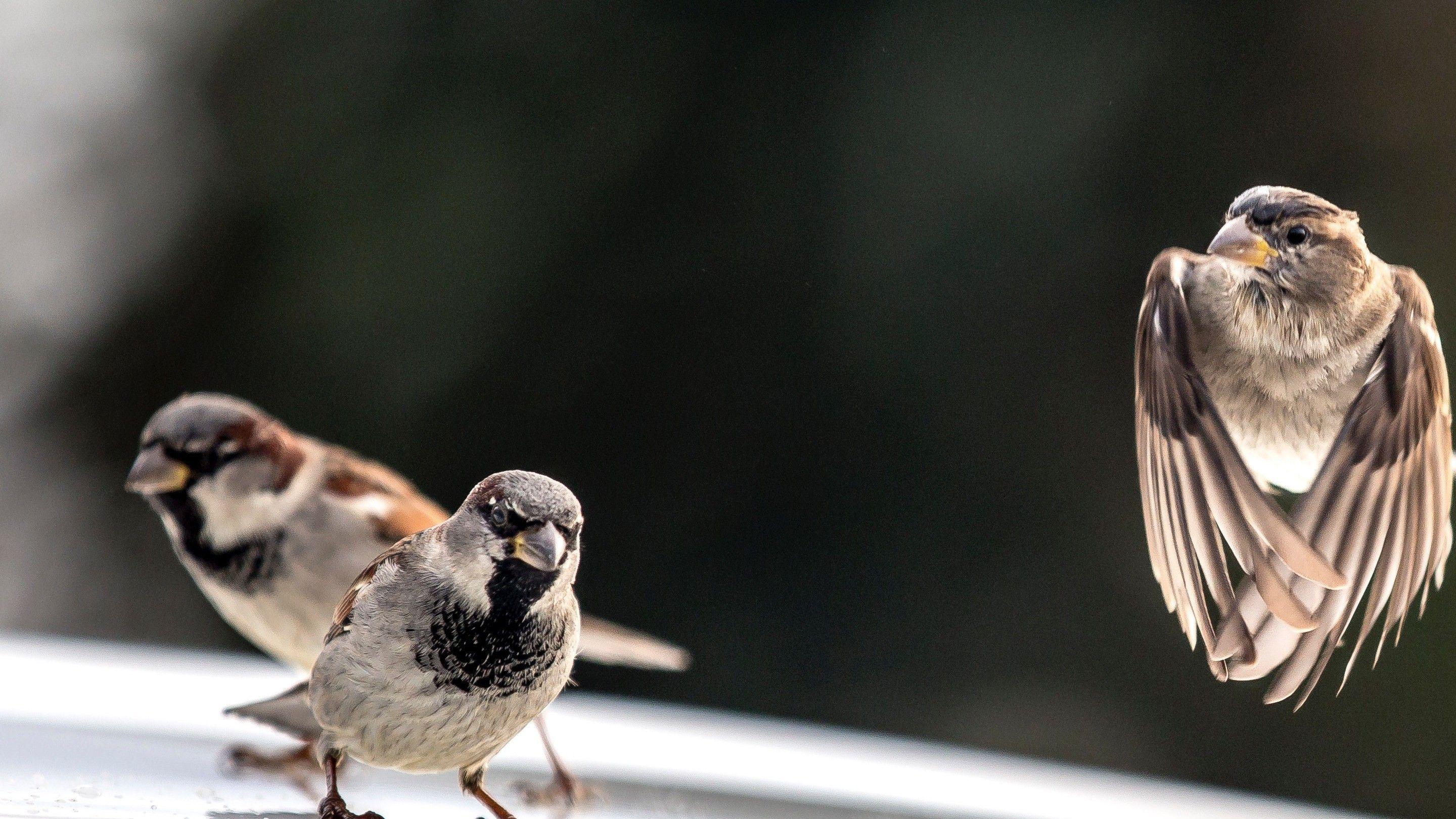 2880x1620 Energetic Three Sparrow Bird Wallpaper