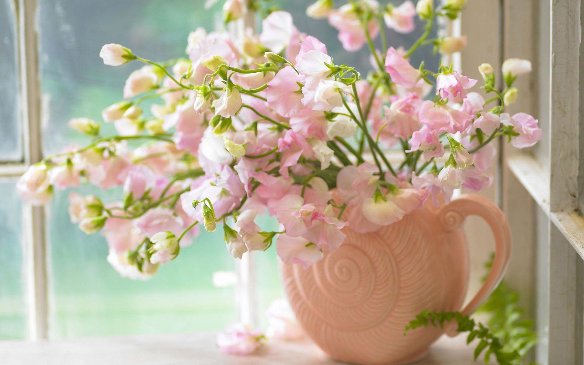 1920x1200 Sweet Pea Desktop Background HD Wallpaper