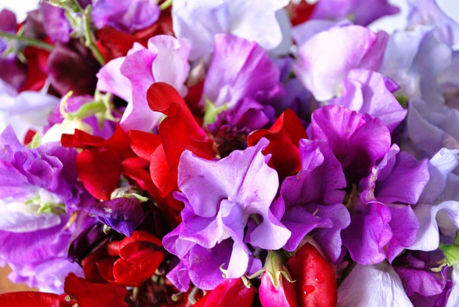 1600x1071 Sweet Peas Wallpaper. Sweet Peas Wallpaper, Peas in a Pod Wallpaper and Peas in a Pod Background