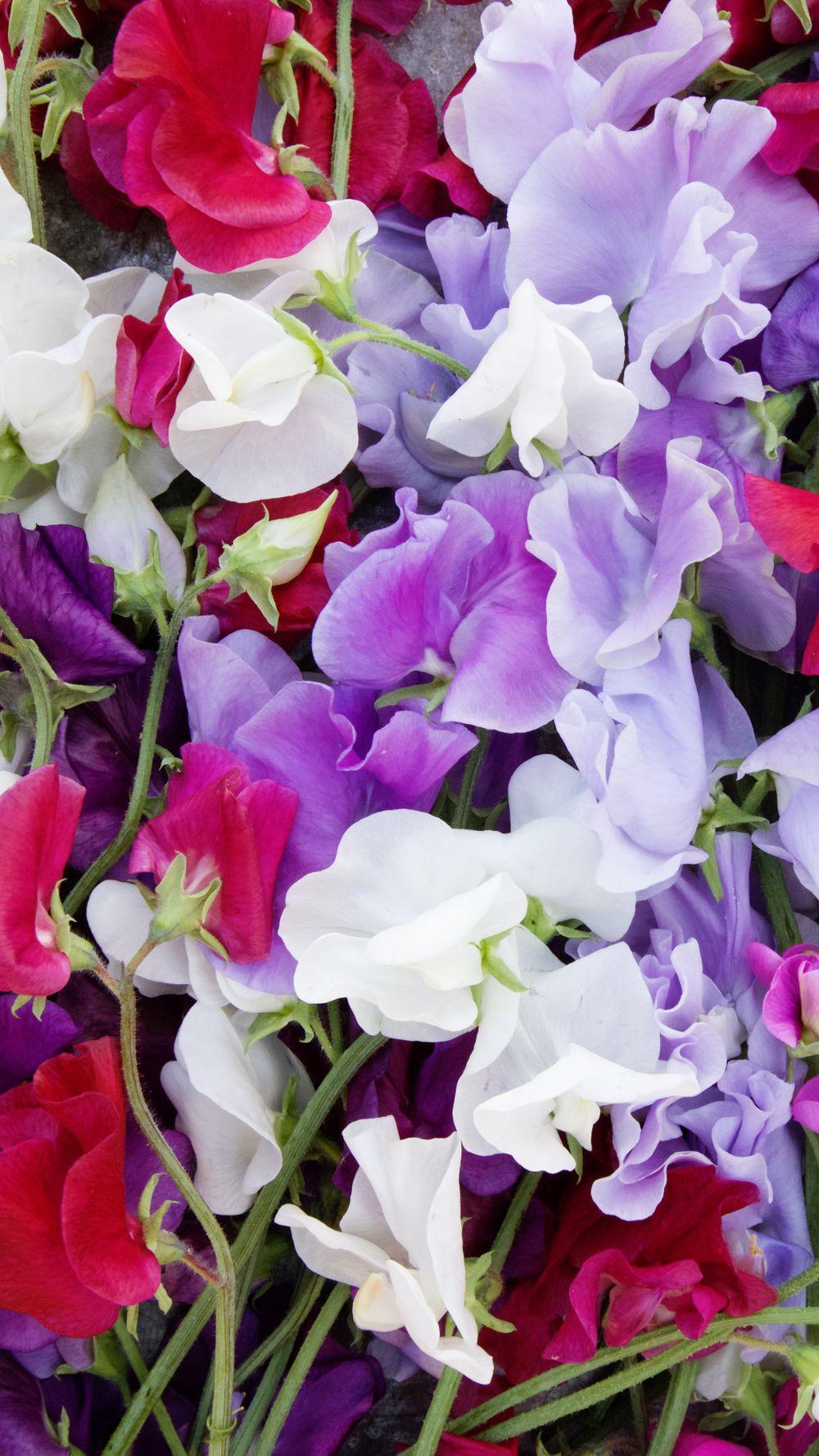 Sweet Pea Wallpapers - Top Free Sweet Pea Backgrounds - WallpaperAccess