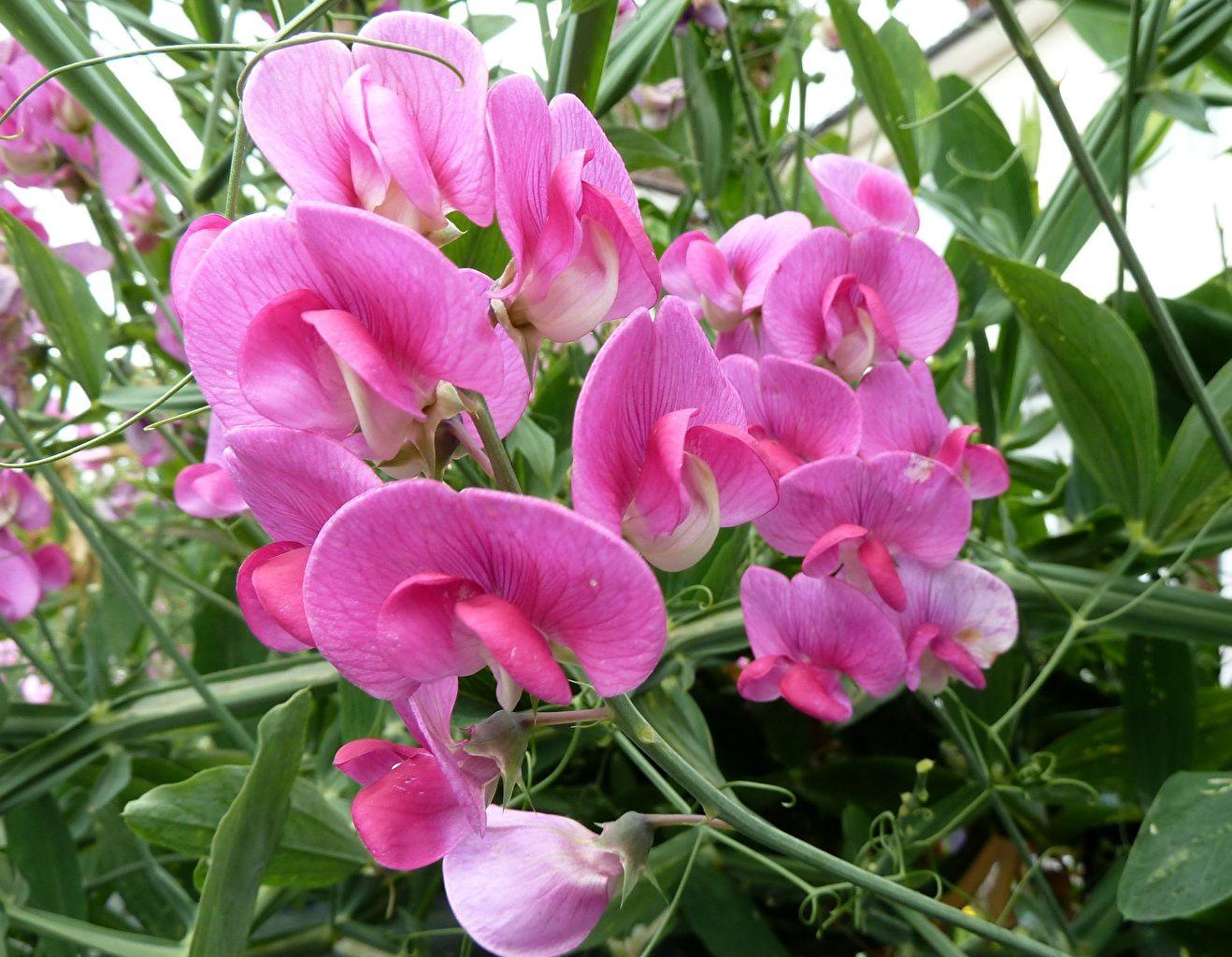 Sweet Pea Wallpapers - Top Free Sweet Pea Backgrounds - WallpaperAccess