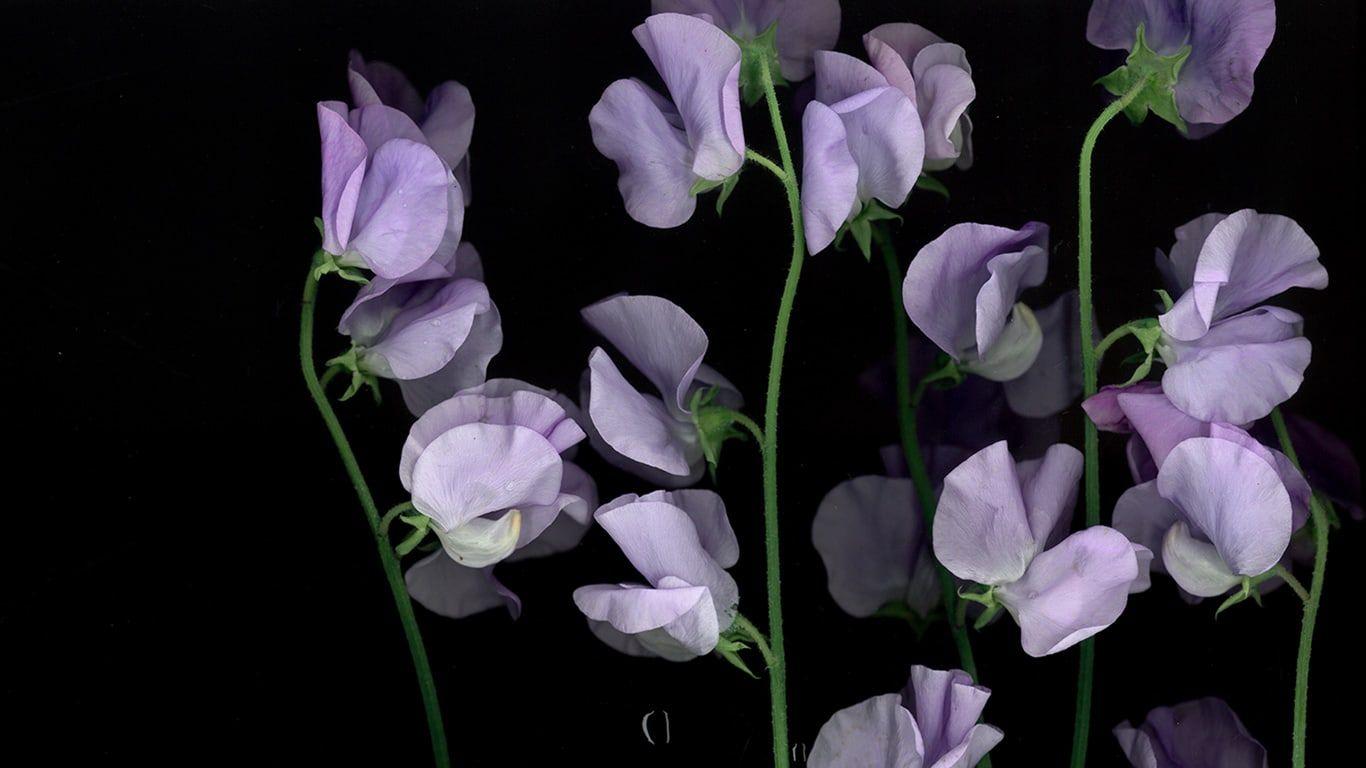 Sweet Pea Wallpapers - Top Free Sweet Pea Backgrounds - WallpaperAccess