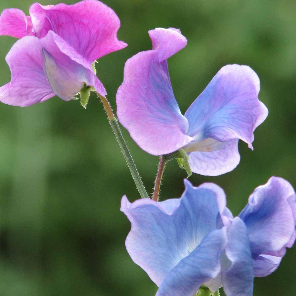 Sweet Pea Wallpapers - Top Free Sweet Pea Backgrounds - WallpaperAccess