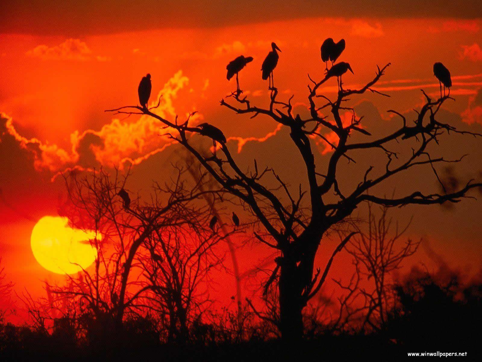 1600x1200 Botswana. HD Windows Wallpaper