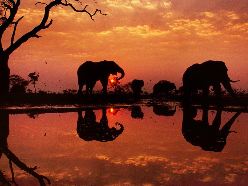 1024x768 Chobe National Park, Botswana. World elephant day, Bull elephant, Elephants photo