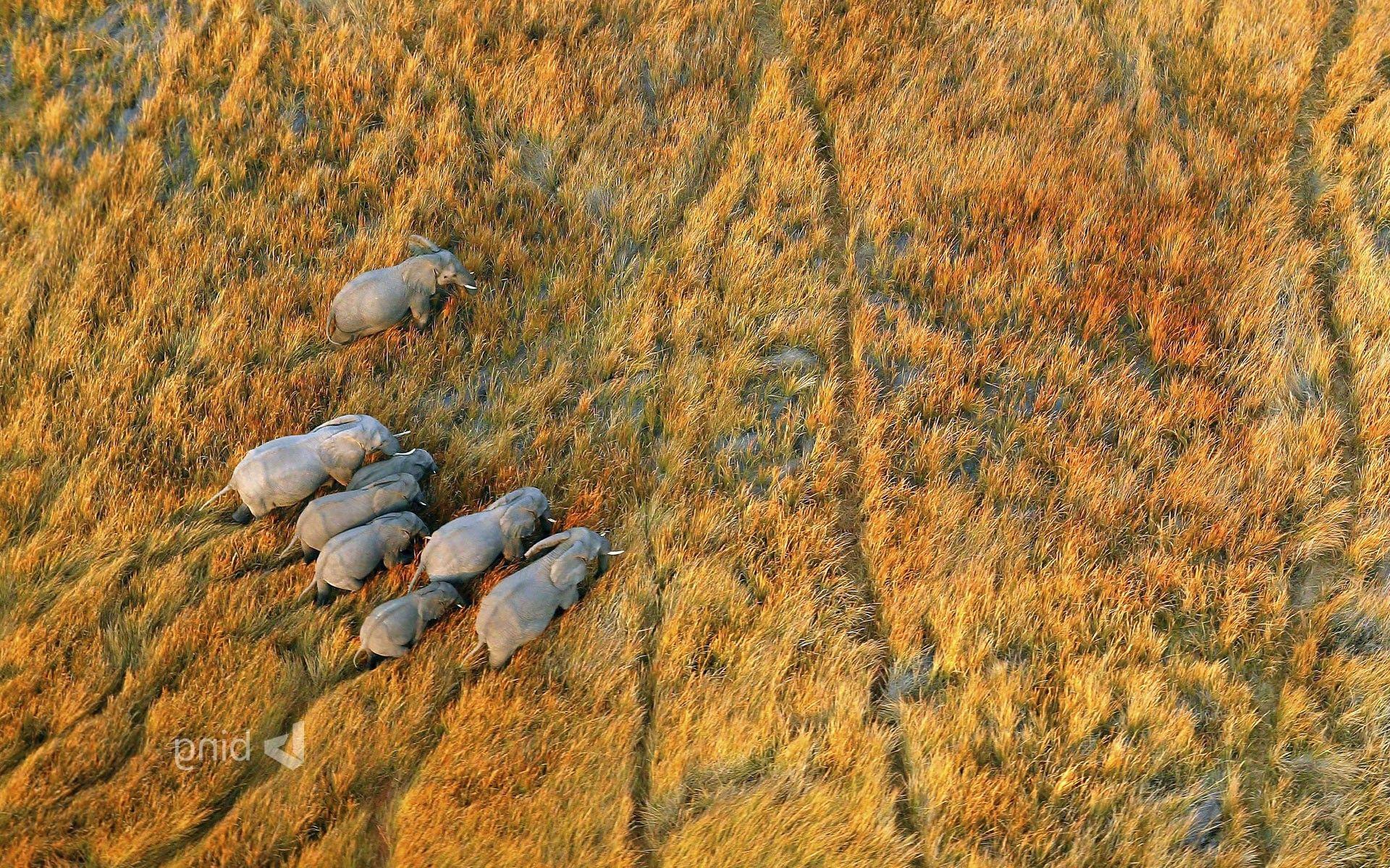 1920x1200 nature, Landscape, Plains, Animals, Wildlife, Elephants, Aerial View, Botswana Wallpaper HD / Desktop and Mobile Background
