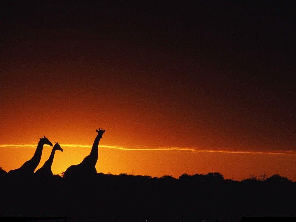 1024x768 Okavango Delta, Botswana. Giraffe silhouette, Giraffe