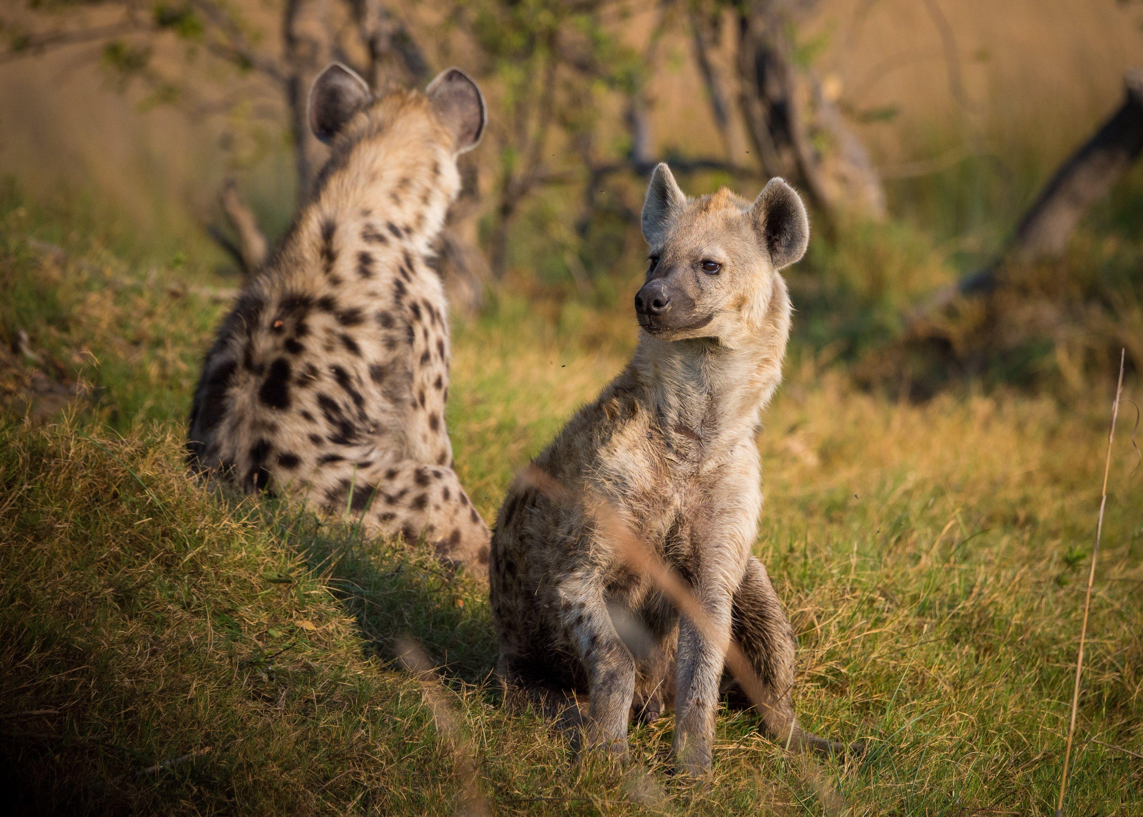 3840x2743 Wallpaper / hyena africa botswana animal wildlife safari 4k wallpaper